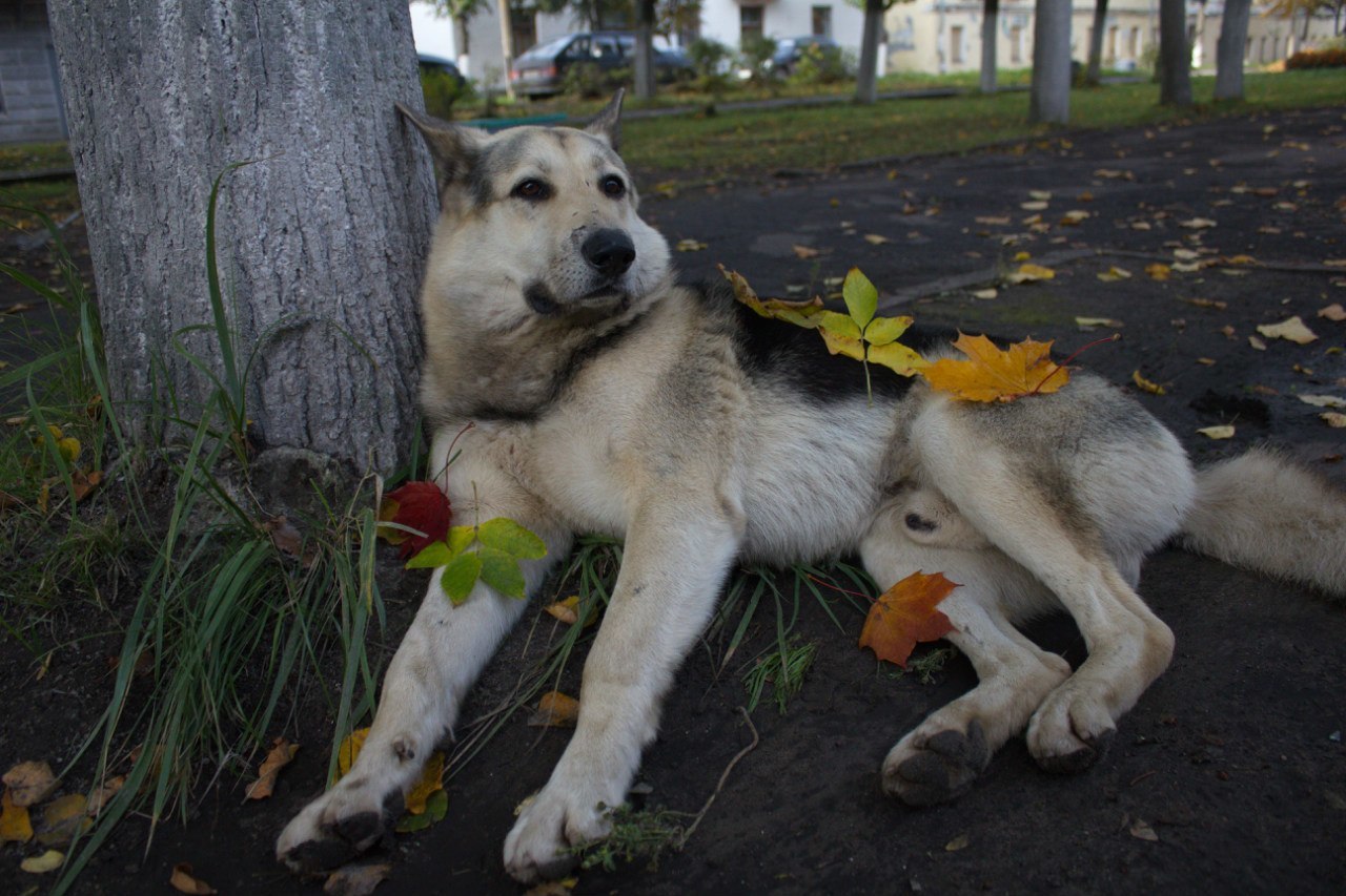 Reply to the post “He taught us to be human” - My, Novaya Ladoga, Dogs and people, sights, Kindness, Video, Reply to post, Longpost, Dog