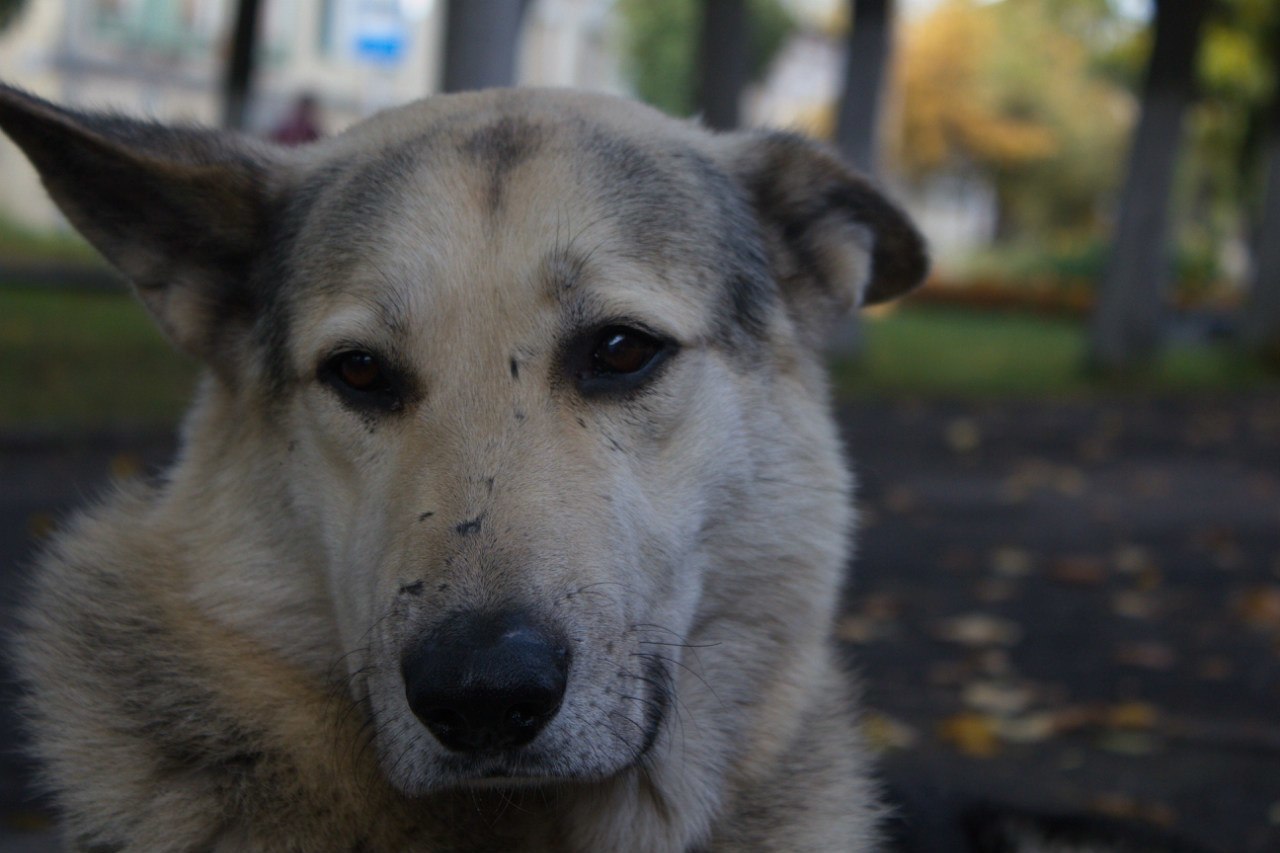 Reply to the post “He taught us to be human” - My, Novaya Ladoga, Dogs and people, sights, Kindness, Video, Reply to post, Longpost, Dog