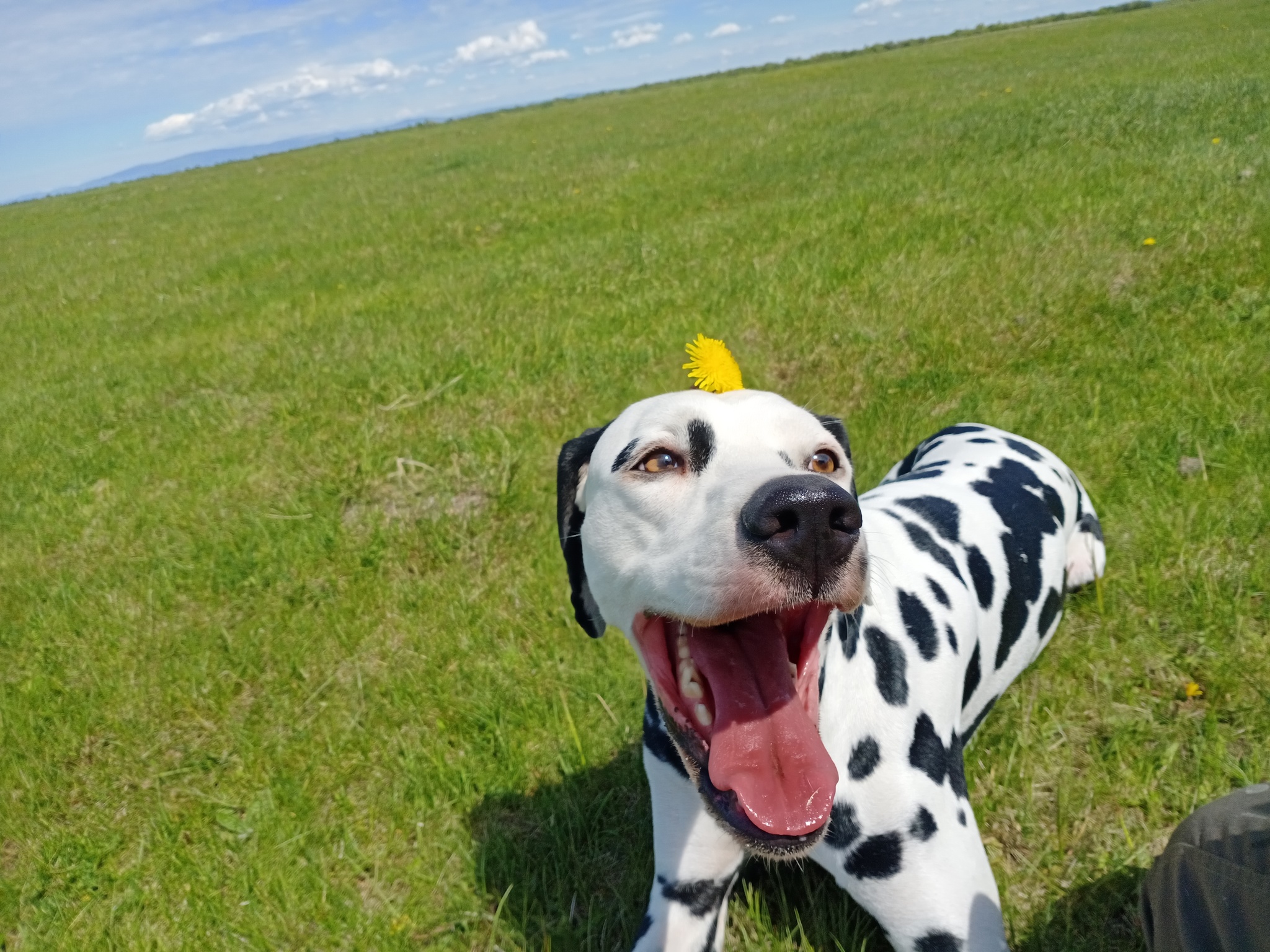 The dog is the joy of the delivery man! - My, Dog, Dalmatian, Joy, Milota, Longpost