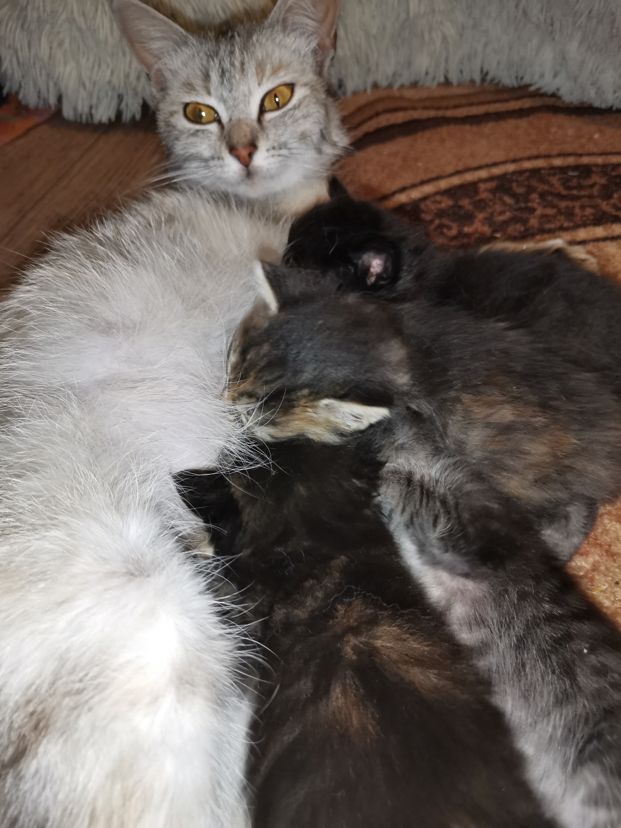 Astrakhan! Kittens looking for a family - My, No rating, Help, Tricolor cat, Kittens, Astrakhan, cat, In good hands