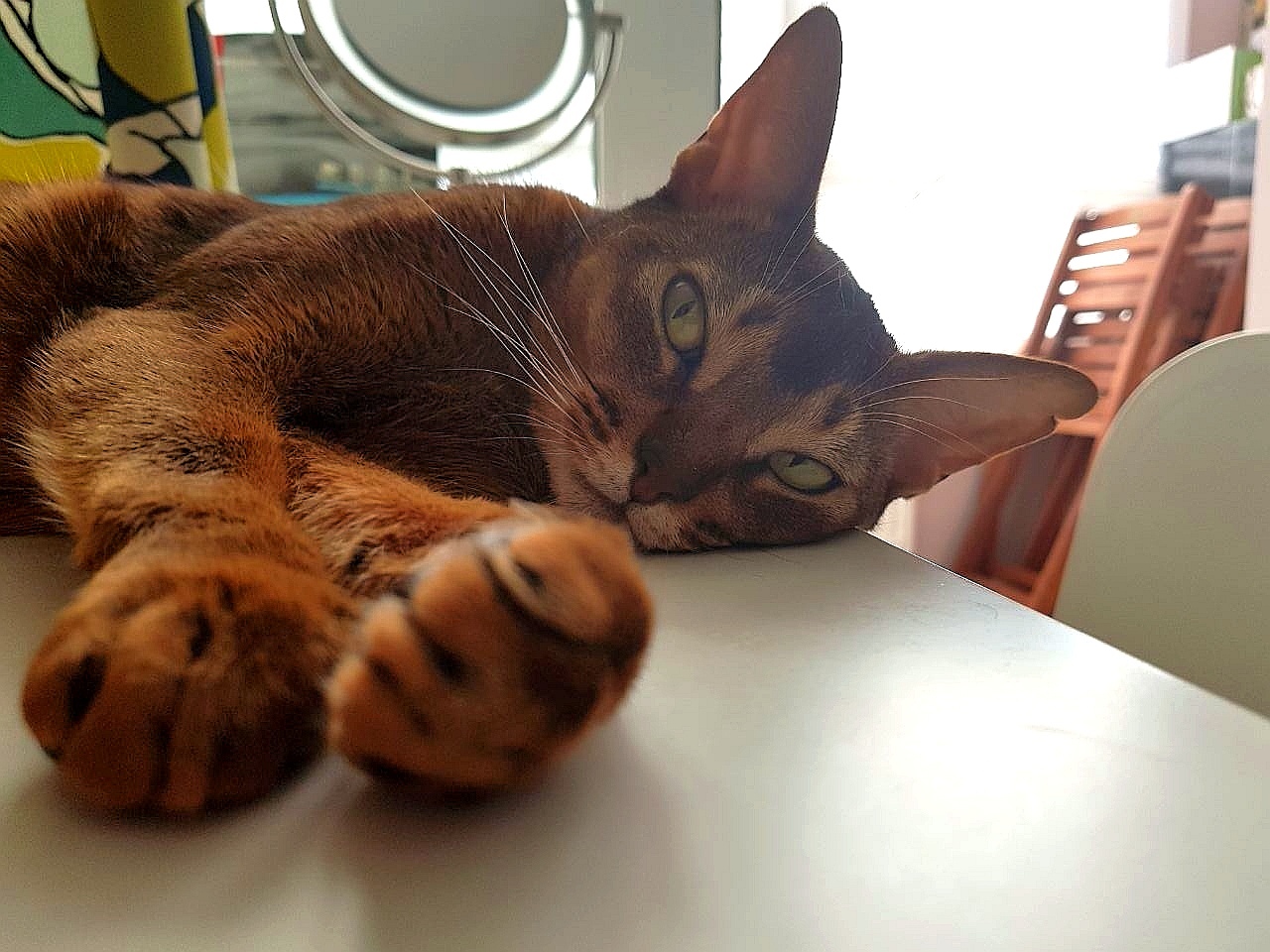 Lazy Bastet - My, cat, Abyssinian cat, Longpost