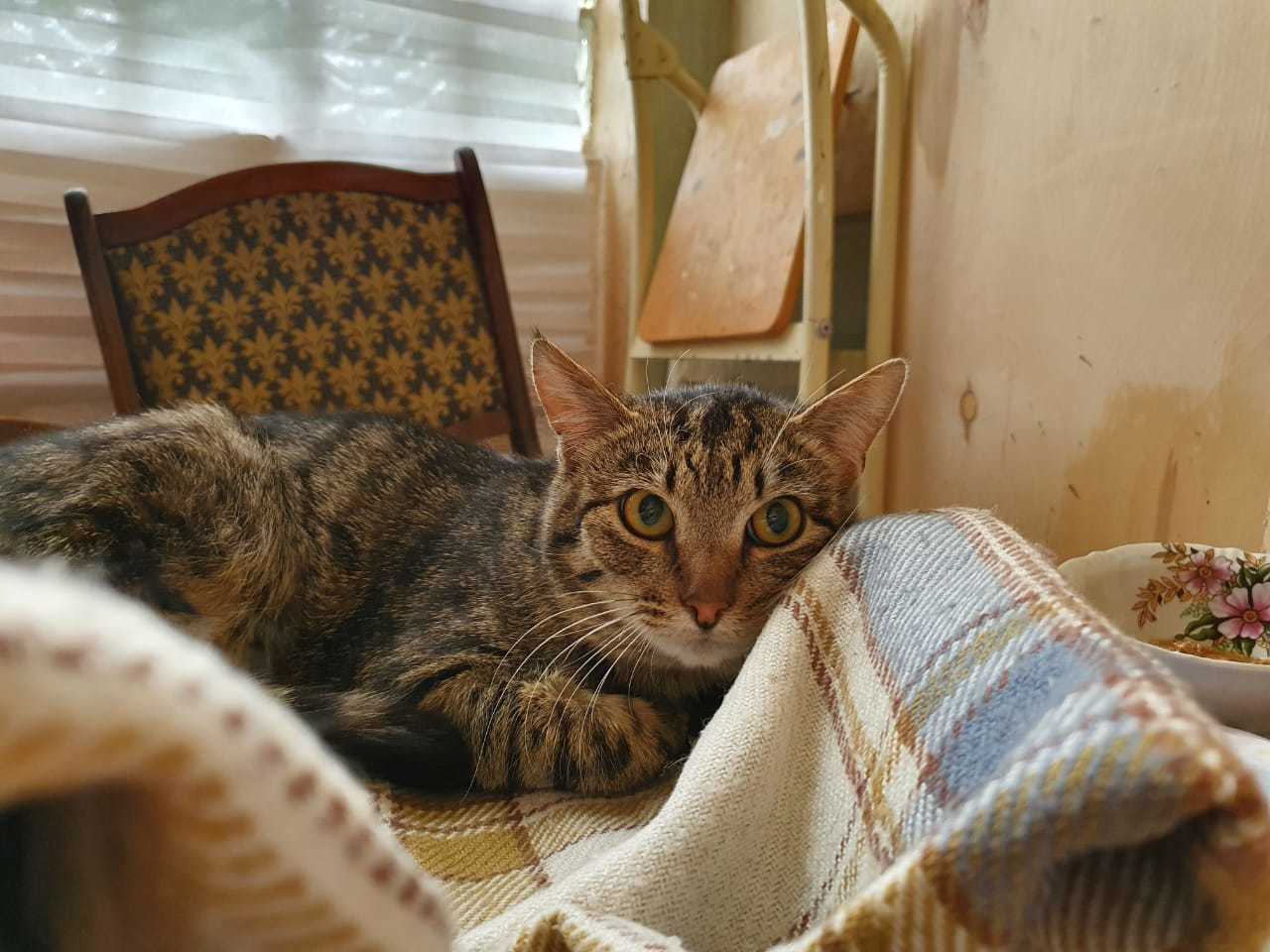 Tabby cat in good hands! Moscow! - My, cat, In good hands, Kindness, Is free, Animals, Longpost, Moscow, No rating