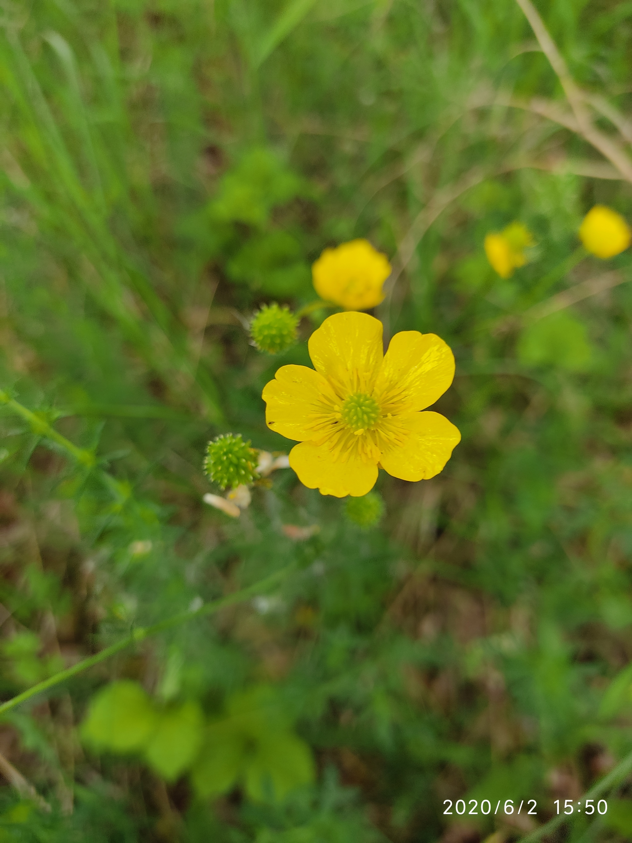 Flowers of the Urals - My, Flowers, Mobile photography, Meadow, edge, Longpost