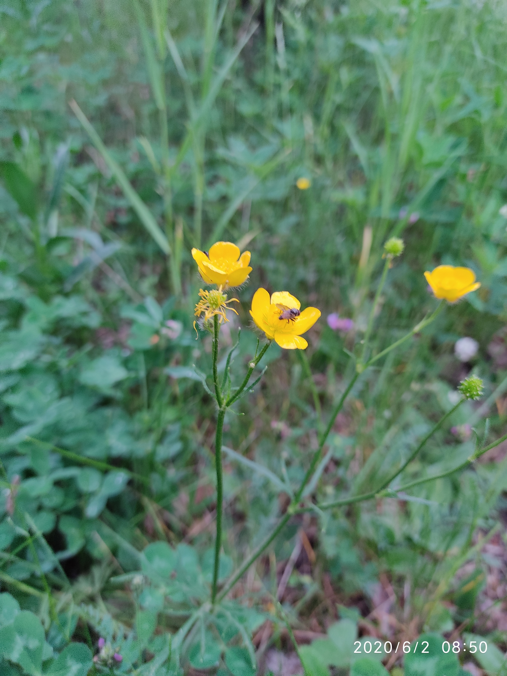 Flowers of the Urals - My, Flowers, Mobile photography, Meadow, edge, Longpost