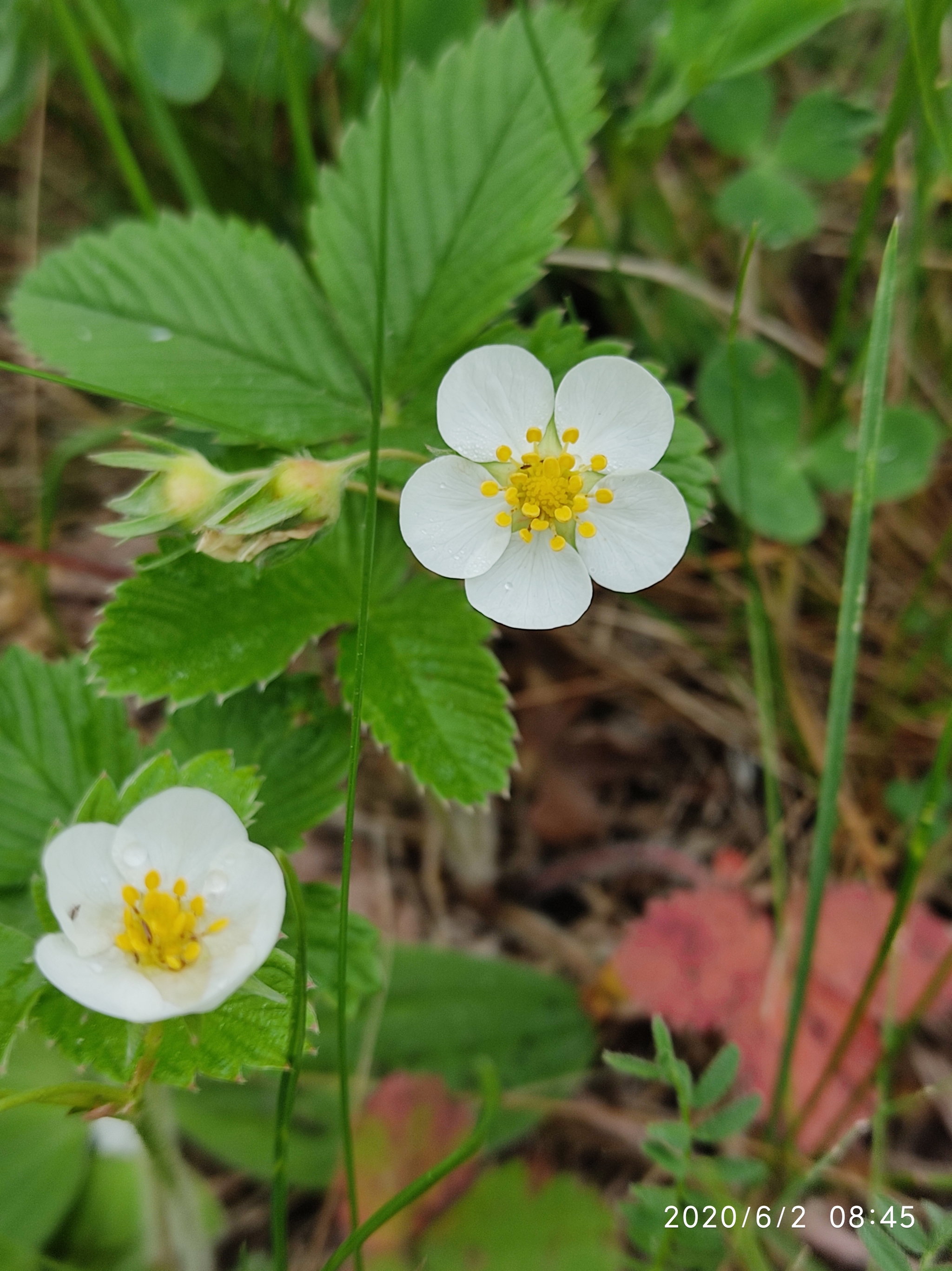 Flowers of the Urals - My, Flowers, Mobile photography, Meadow, edge, Longpost