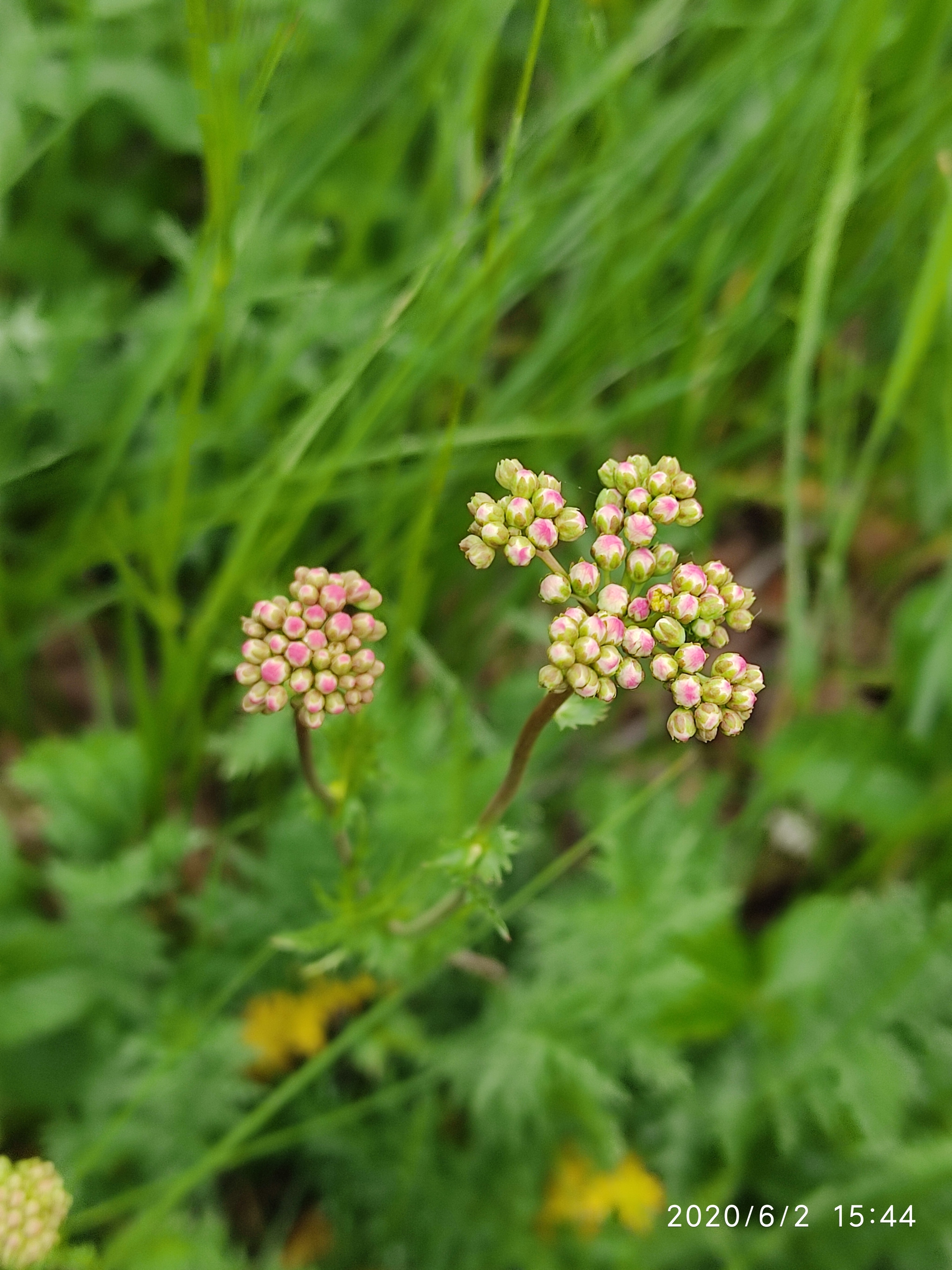 Flowers of the Urals - My, Flowers, Mobile photography, Meadow, edge, Longpost