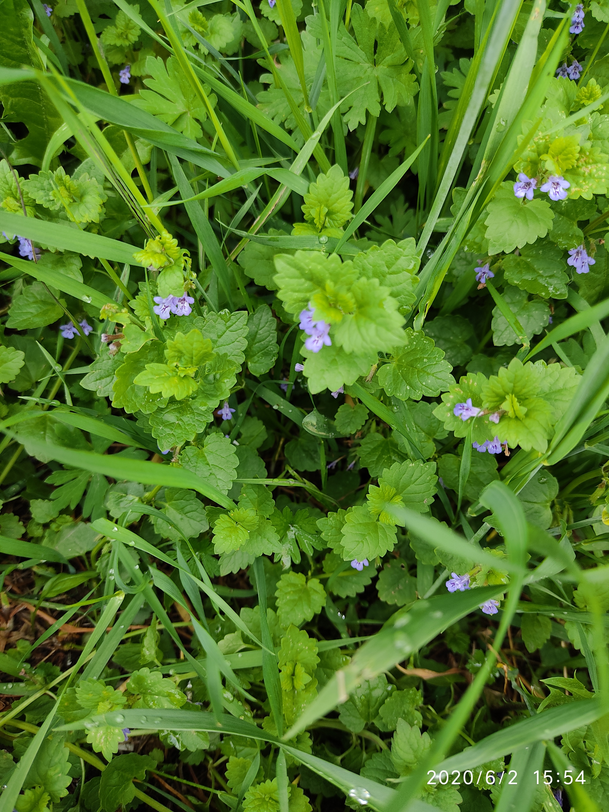 Flowers of the Urals - My, Flowers, Mobile photography, Meadow, edge, Longpost