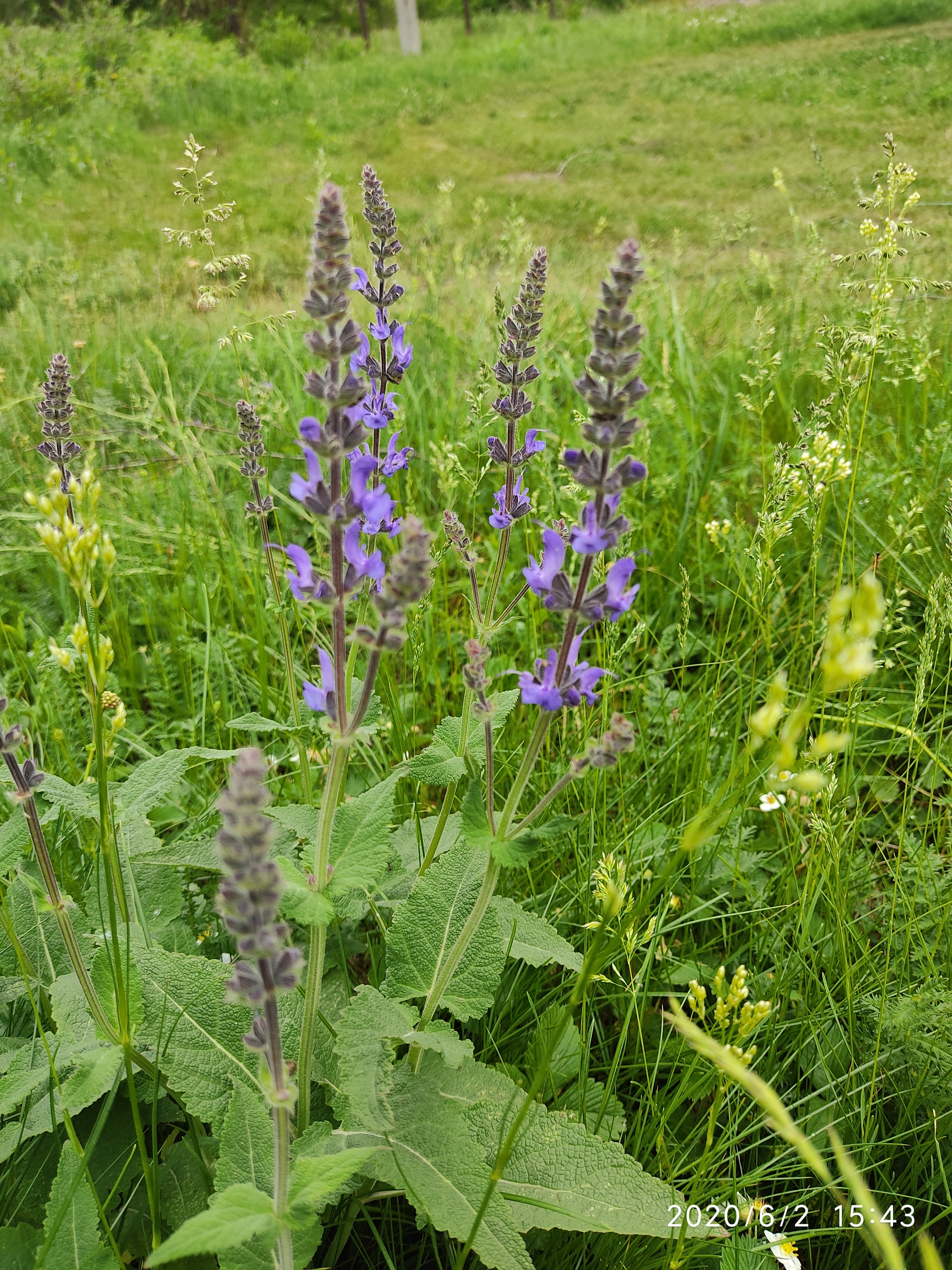 Flowers of the Urals - My, Flowers, Mobile photography, Meadow, edge, Longpost