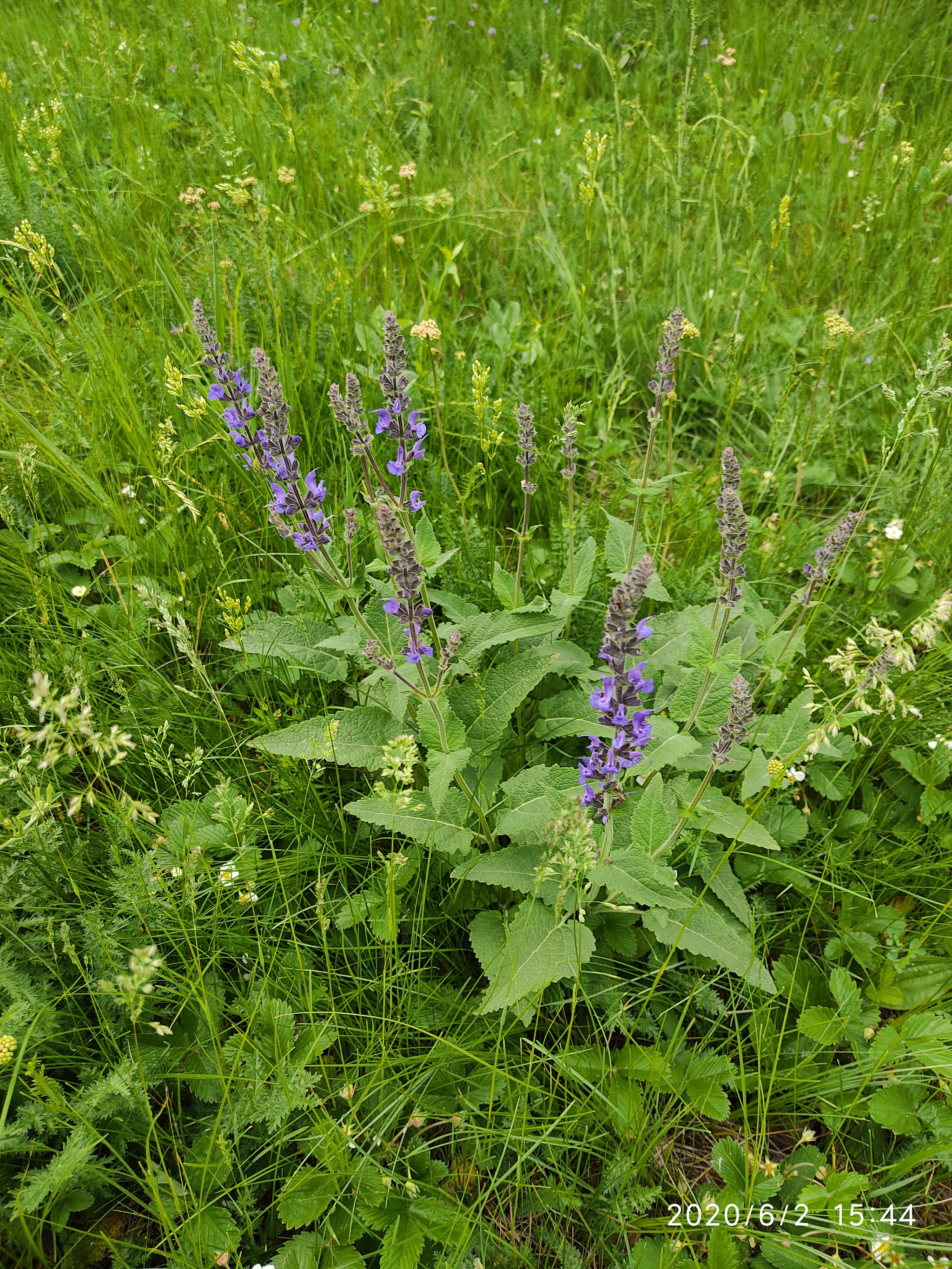 Flowers of the Urals - My, Flowers, Mobile photography, Meadow, edge, Longpost