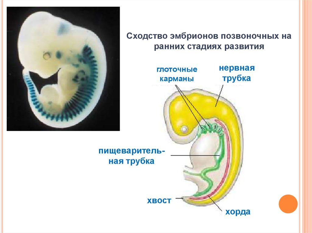 Наличие у зародыша человека. Строение зародыша хордовых. Эмбриональное развитие зародышей позвоночных. Хорда нервная трубка в эмбрионе человека. Стадии развития зародыша человека.