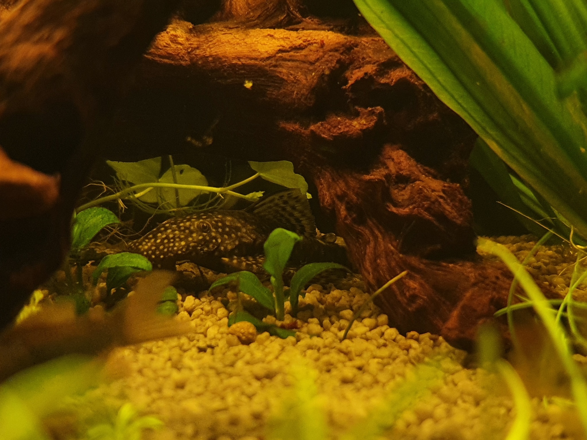 Moving from 80L to 130L - My, Aquarium, Hobby, Apistogram of ramirezi, Corydoras, Thorns, Neons, Ancistrus, Gourami, Longpost