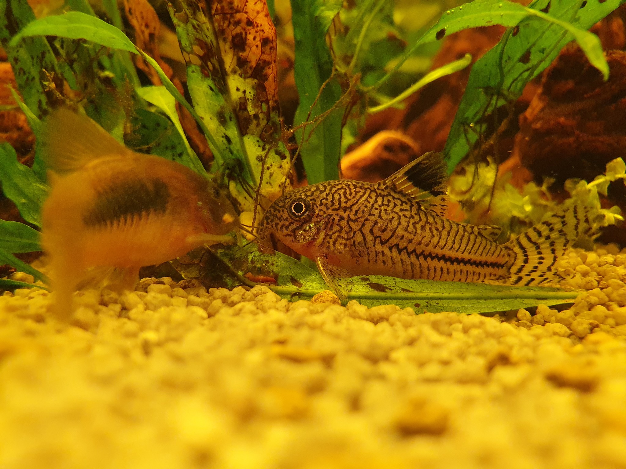 Moving from 80L to 130L - My, Aquarium, Hobby, Apistogram of ramirezi, Corydoras, Thorns, Neons, Ancistrus, Gourami, Longpost