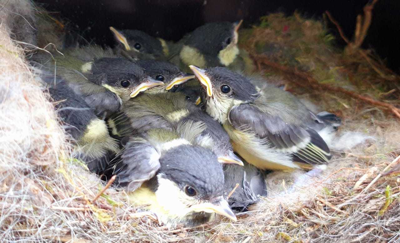 Mailbox lock: 2 - My, Nest, Tit, Mailbox, Video, Longpost, Chick, Milota, Birds