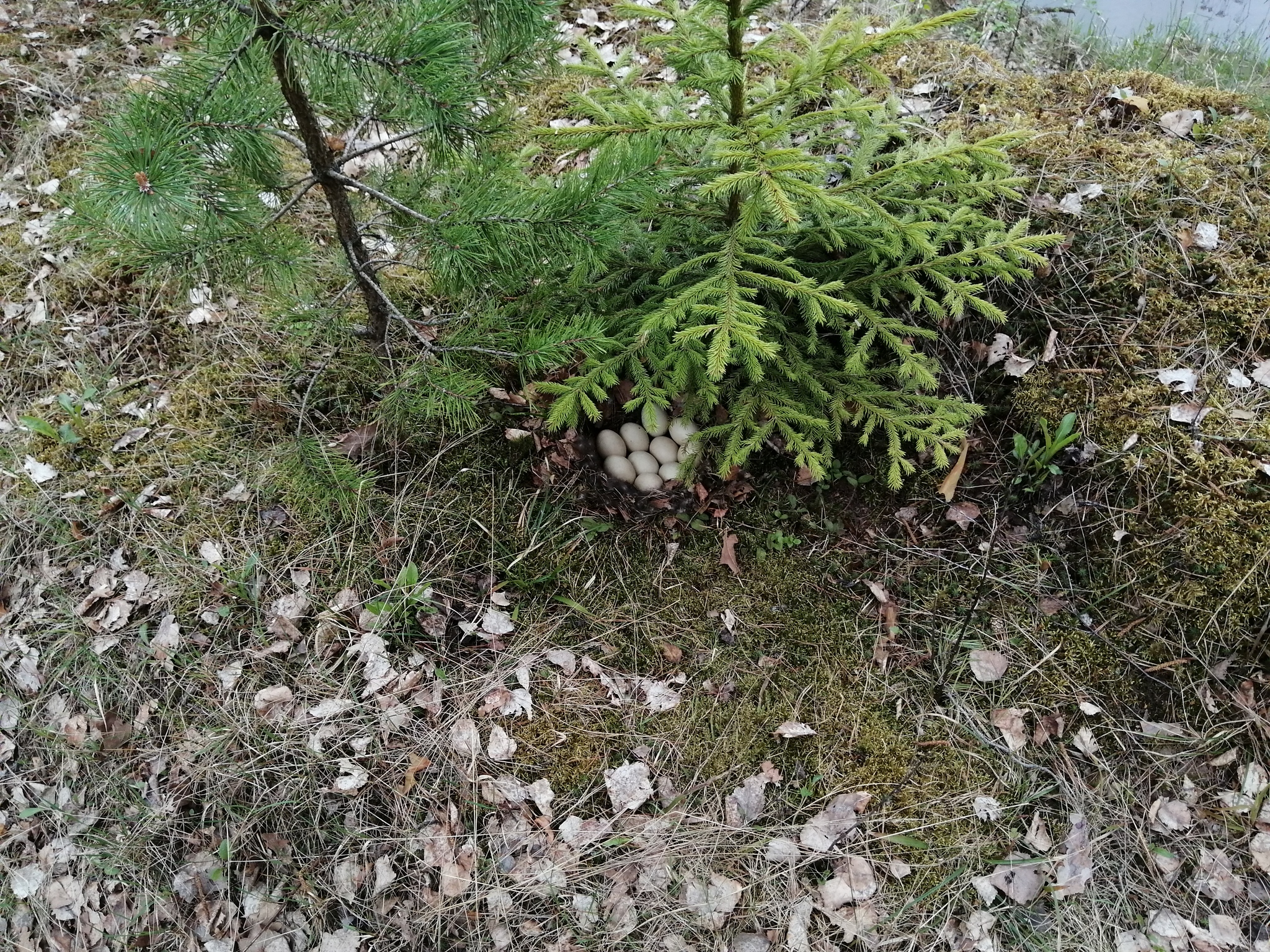 duck nest - Nature, Forest, Nest