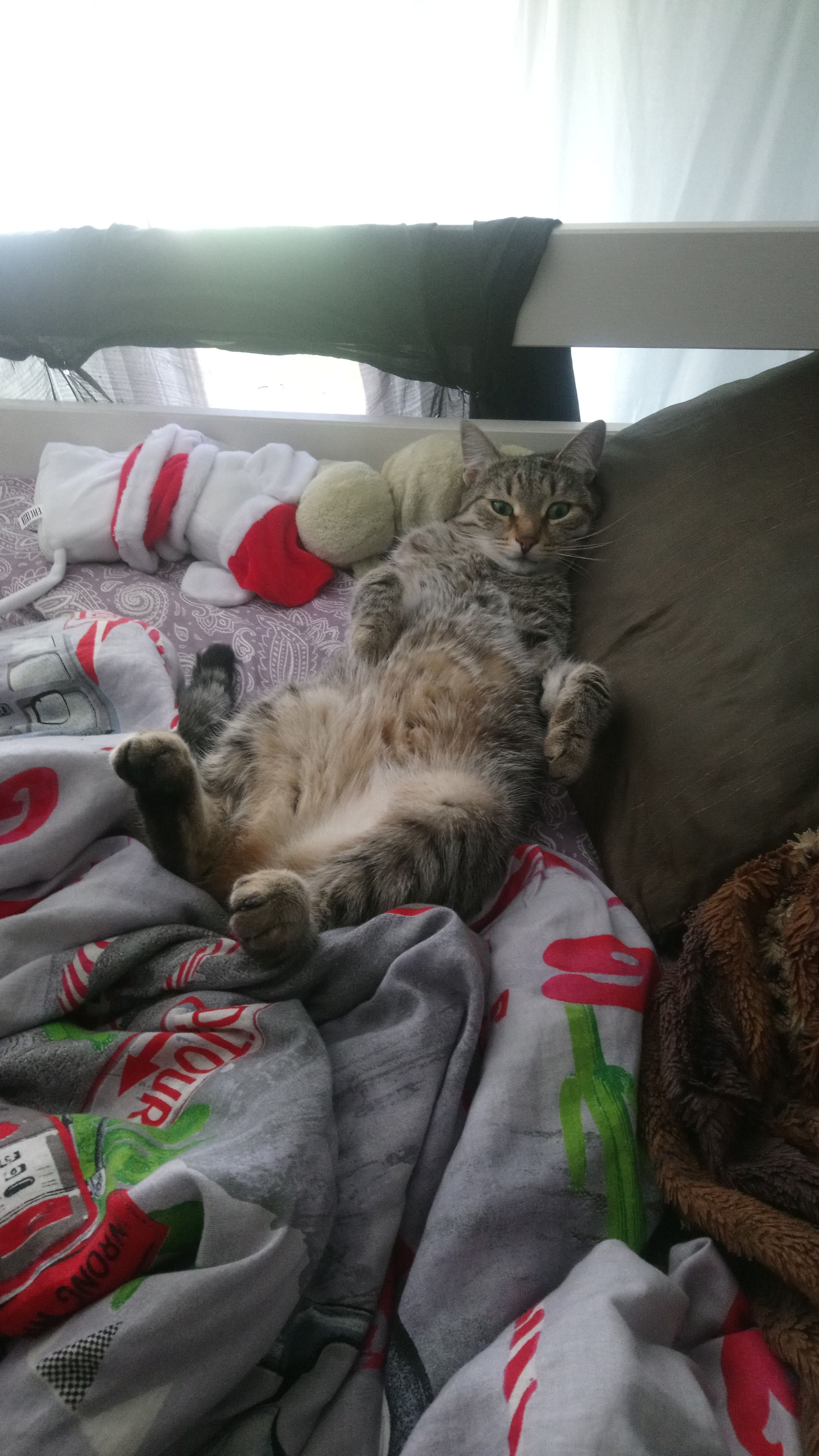 Just a cat resting - My, cat, Relax, Longpost
