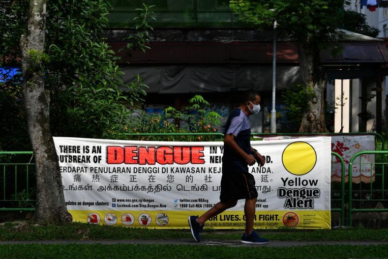 Singapore faces worst outbreak of dengue fever - Singapore, Dengue, Mosquitoes, Fever, Longpost, Insects