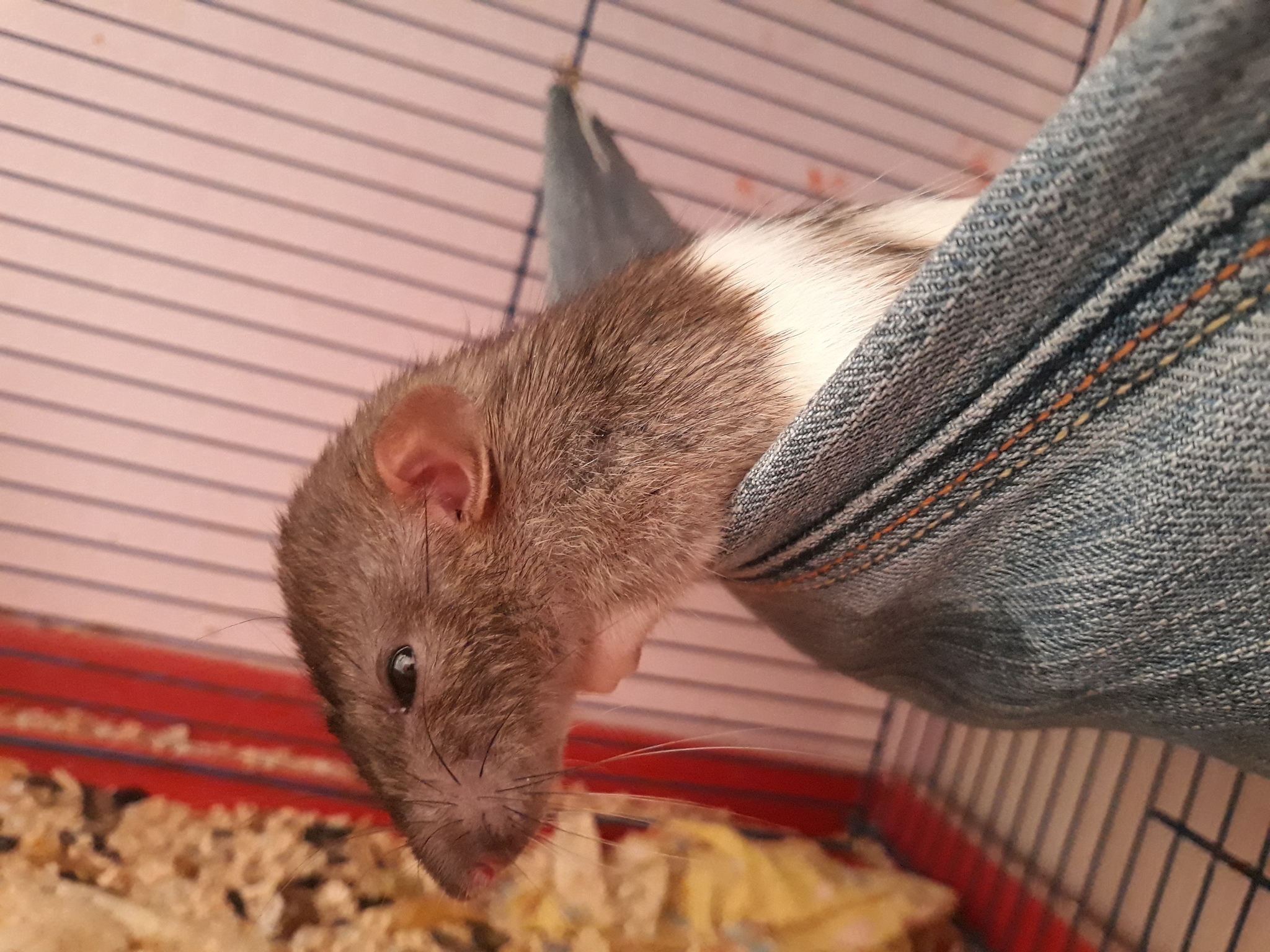 Thoughts about the eternal - My, Rat, Decorative rats, Rodents, Pet, Animals, Pets