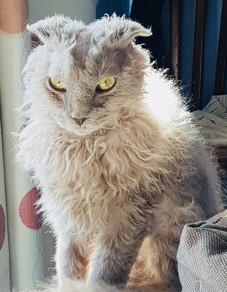 Continuation of the post “The fold-eared cat really needs help. St. Petersburg and Leningrad Region - My, cat, Animal Rescue, In good hands, Saint Petersburg, Leningrad region, Reply to post, Longpost