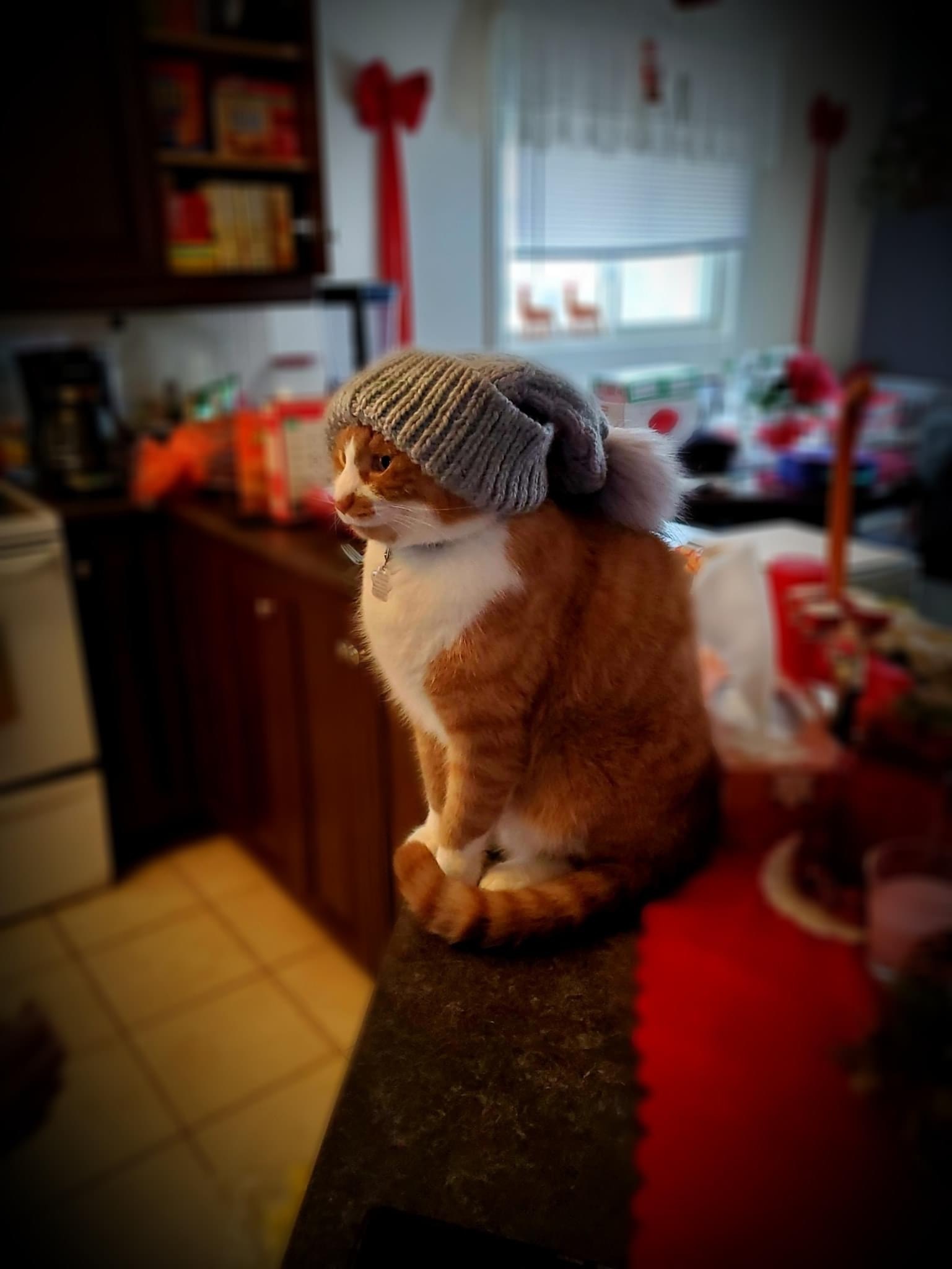 Redhead in a cap - cat, Cap