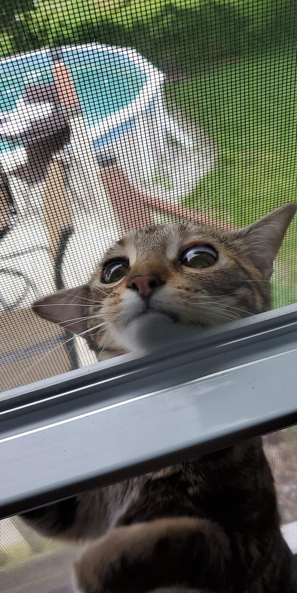 Well let me in - cat, Let