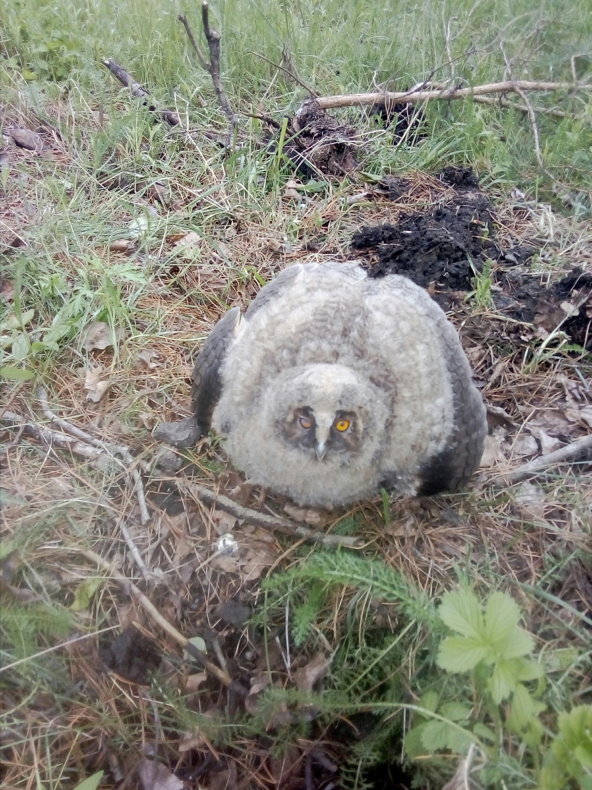 Owl - My, Owl, Chick, The photo, Nature, Video, Longpost, Birds