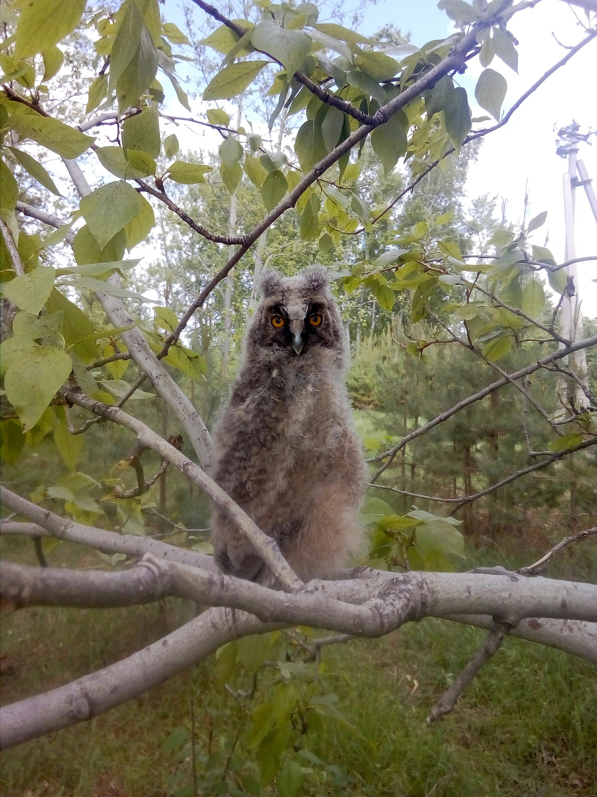 Owl - My, Owl, Chick, The photo, Nature, Video, Longpost, Birds