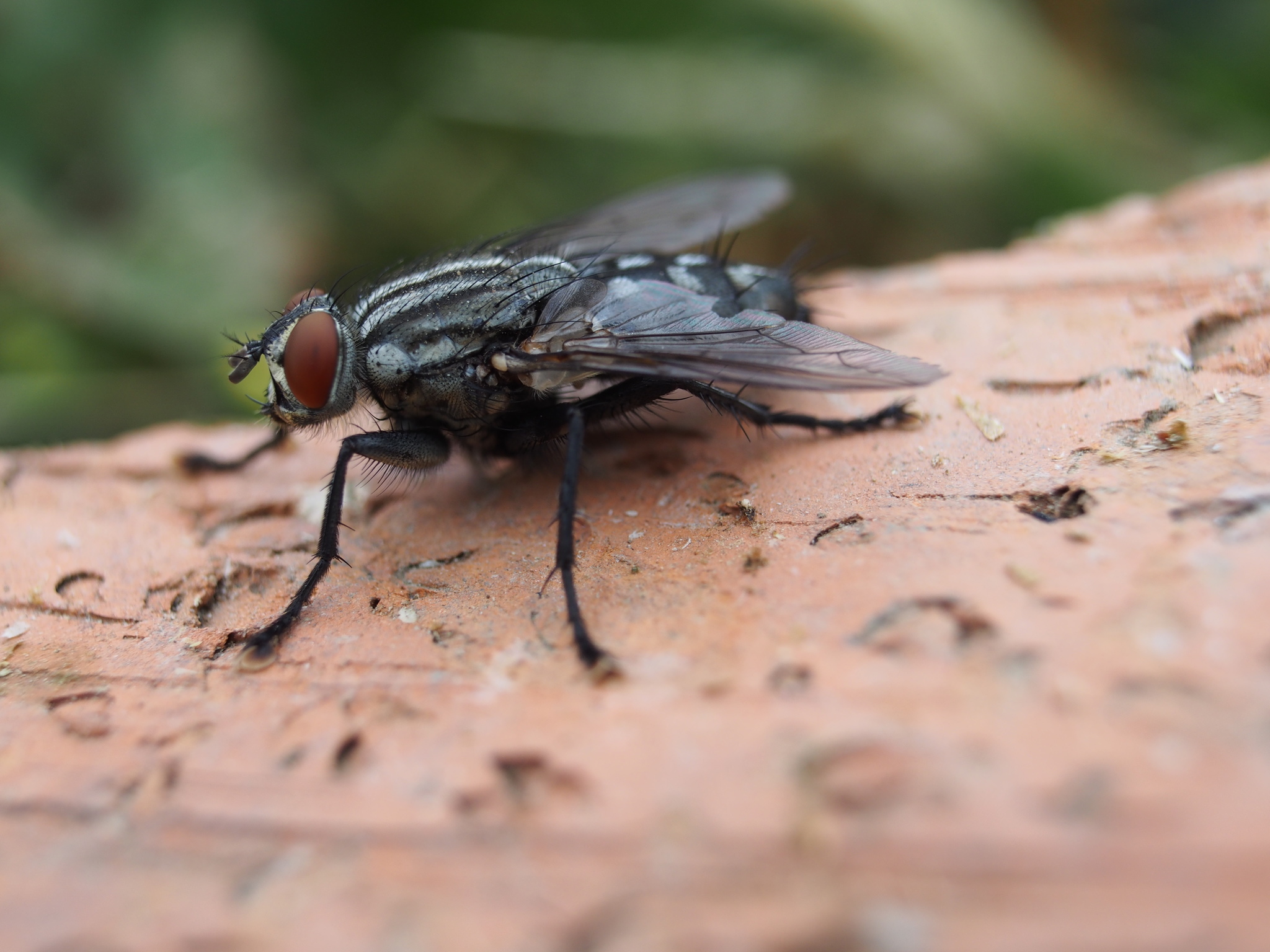 Мухи, мухи, мухи | Пикабу