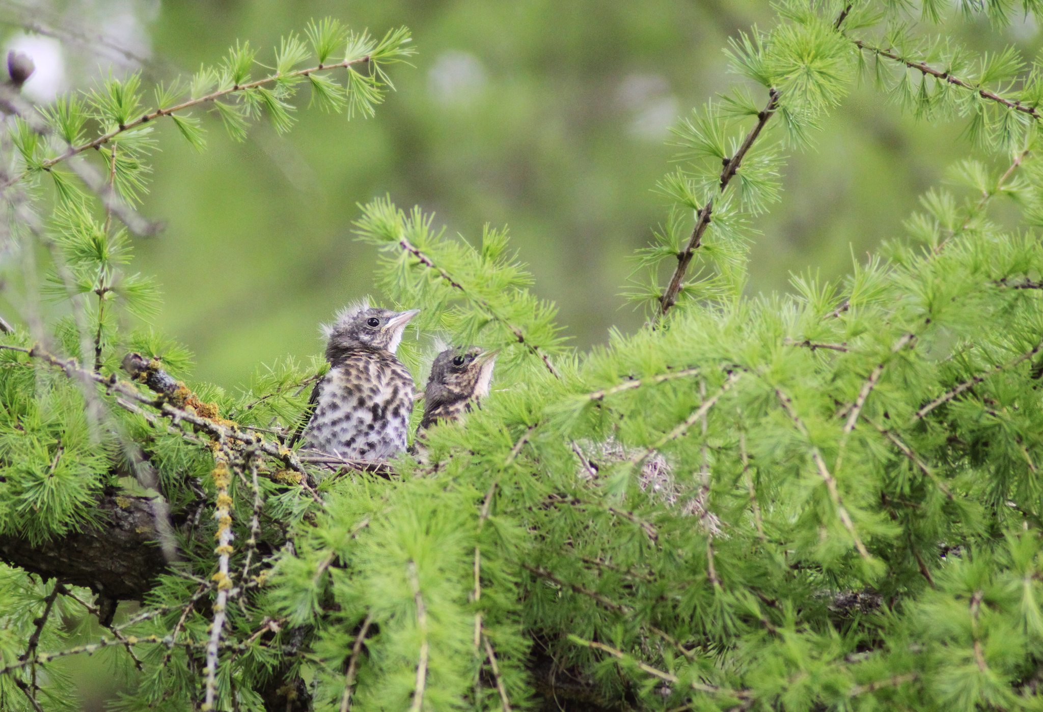 The first steps of little blackbirds - My, Thrush, Cell, Chick, Nature, Longpost, Birds