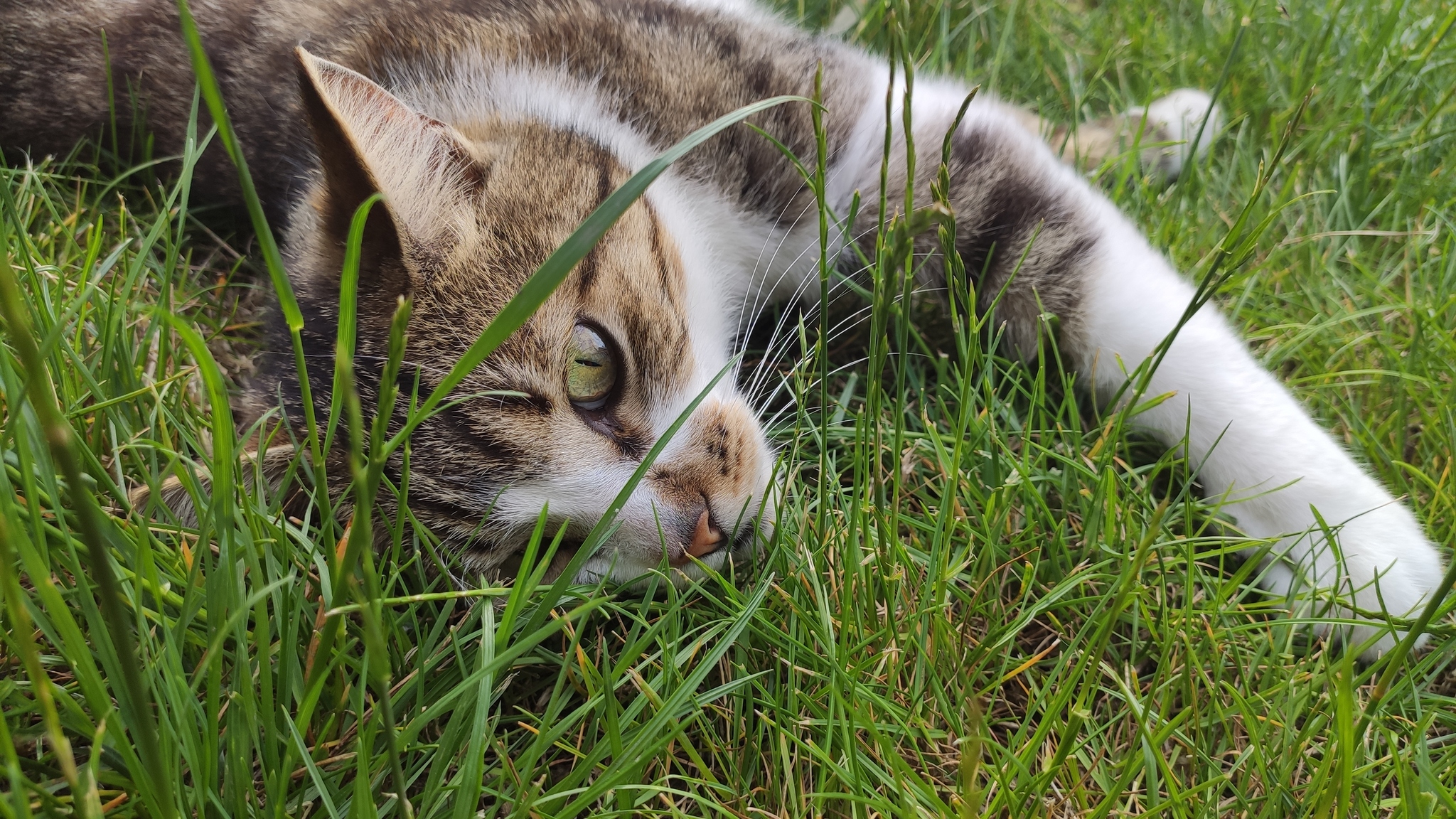 Just my Milka) - My, cat, Grass, Lawn