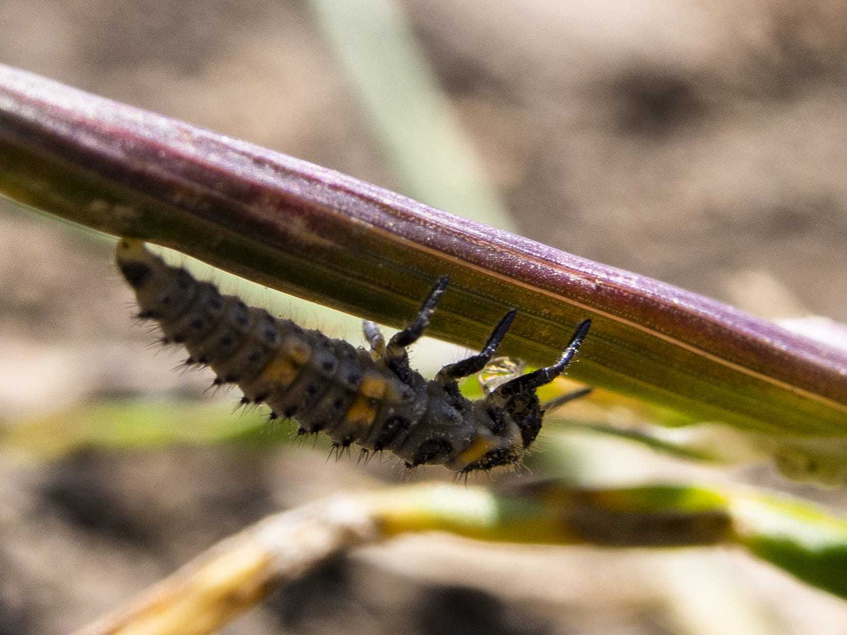 And then I'll become something new - My, Macro photography, Insects, Жуки, ladybug, Larva, Text, Longpost