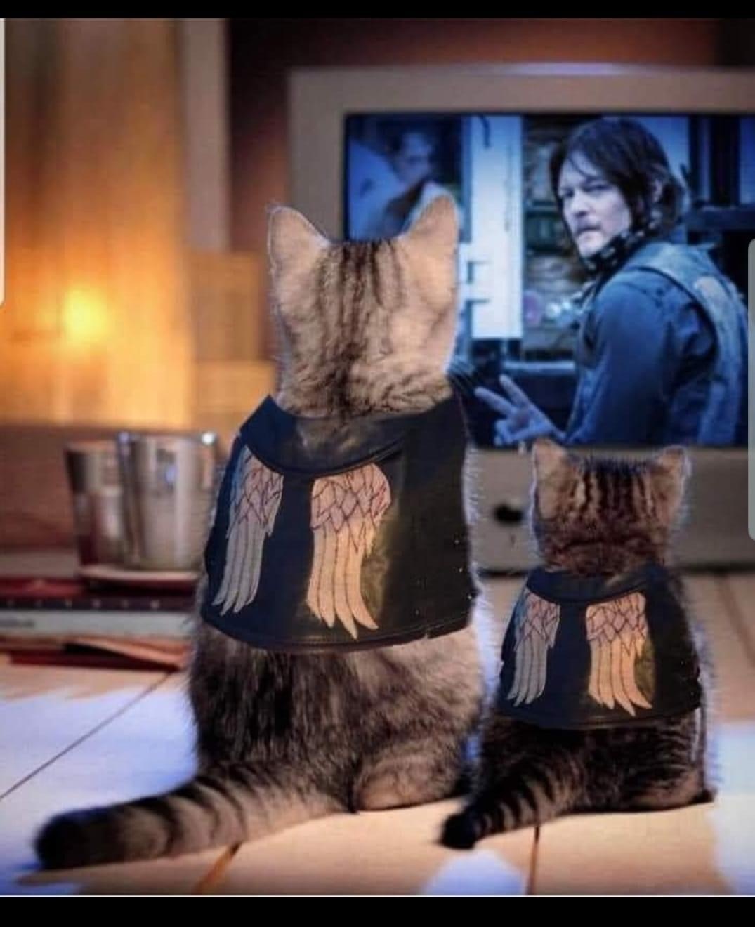 Little fans of The Living Dead - cat, The Living Dead, the walking Dead, Norman Reedus