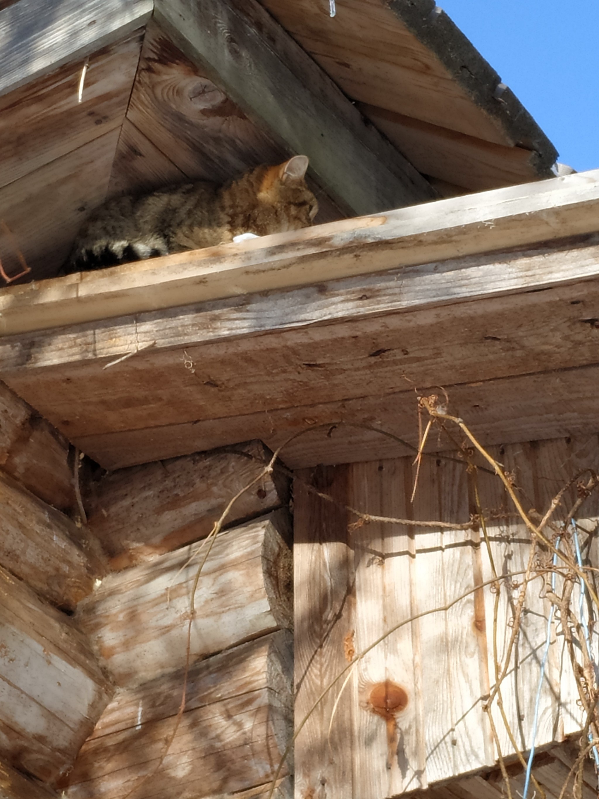 A contrasting weekend trip around Leningradka - My, Tver region, Museum, Moscow region, Road trip, Wooden architecture, Shakhmatovo, Longpost