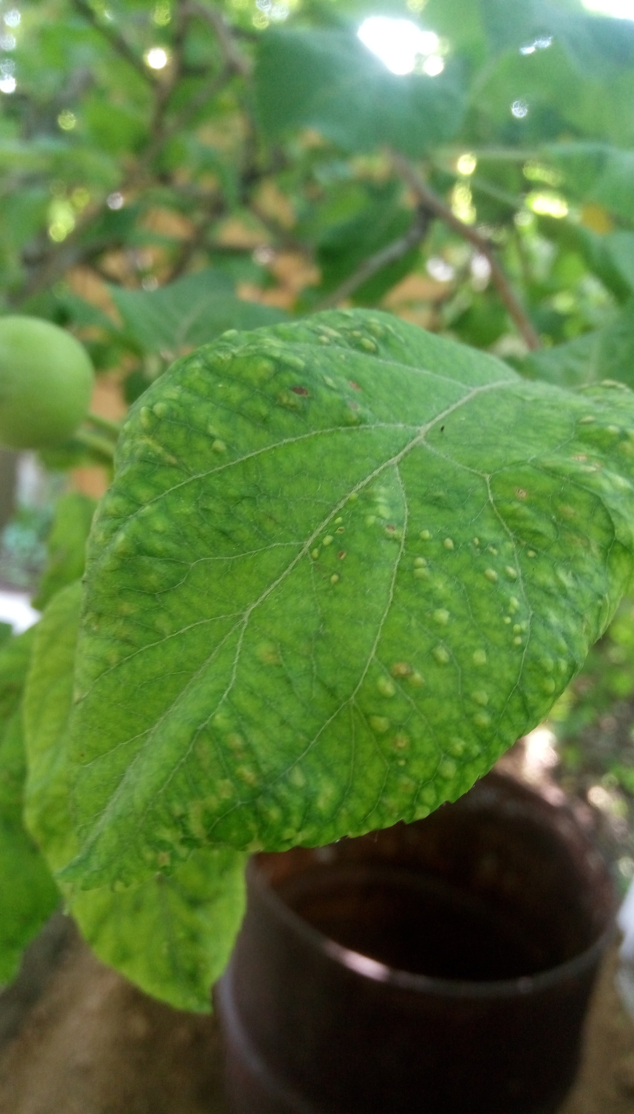 Who knows what this is and how to deal with it? - My, Dacha, Garden, Plot, Plants, Tree, Currant, Apple tree, Longpost