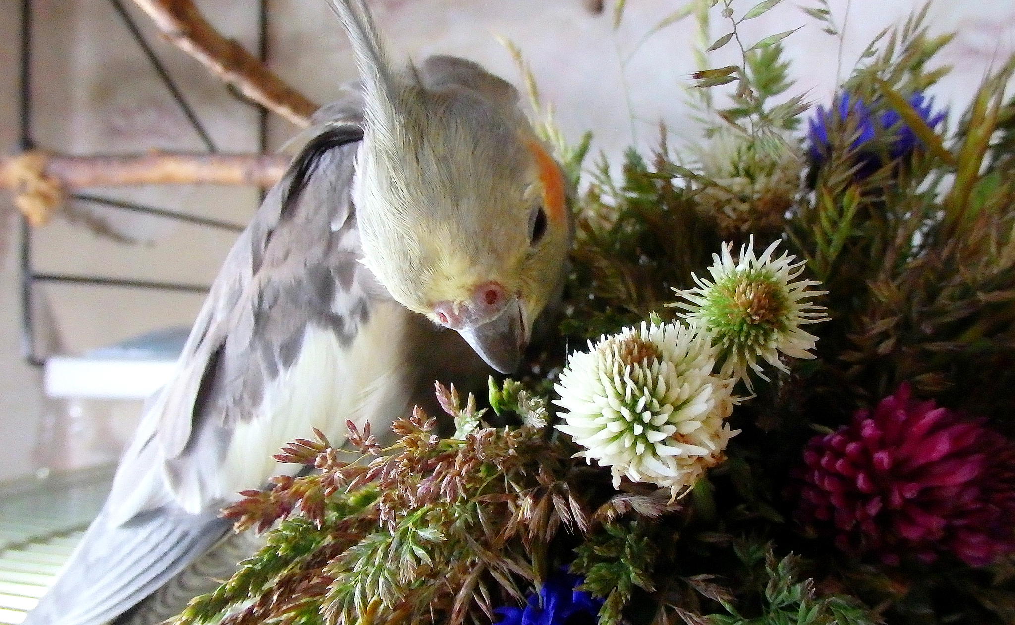 Summer and a lot of different wild-growing spikelets. What could be better for birds? - My, A parrot, Corella, Greenery, Grass, Spikelet, Cereals, Cornflower