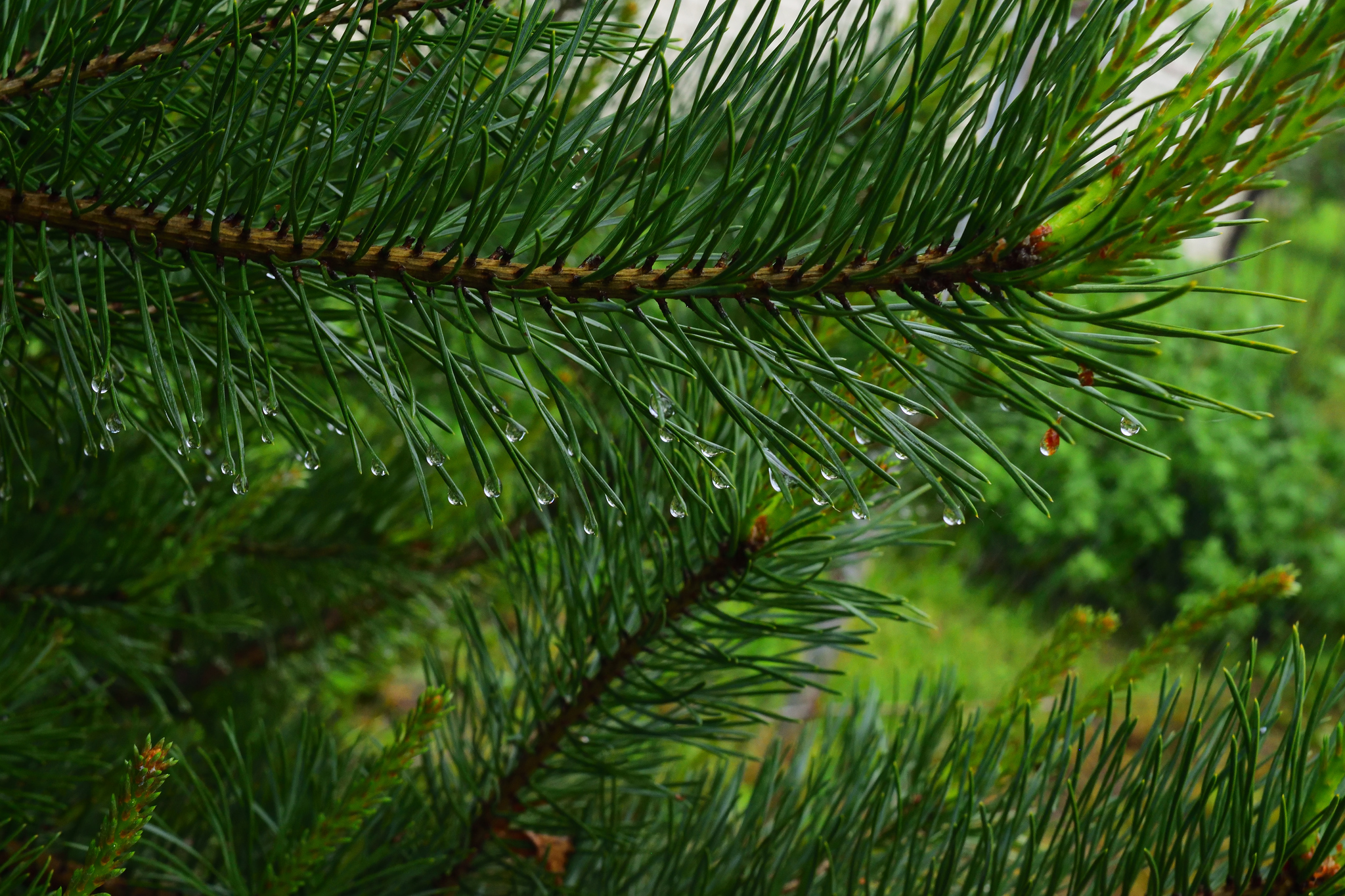 Spruce branch - My, Nikon, Nikon d3300, Nature