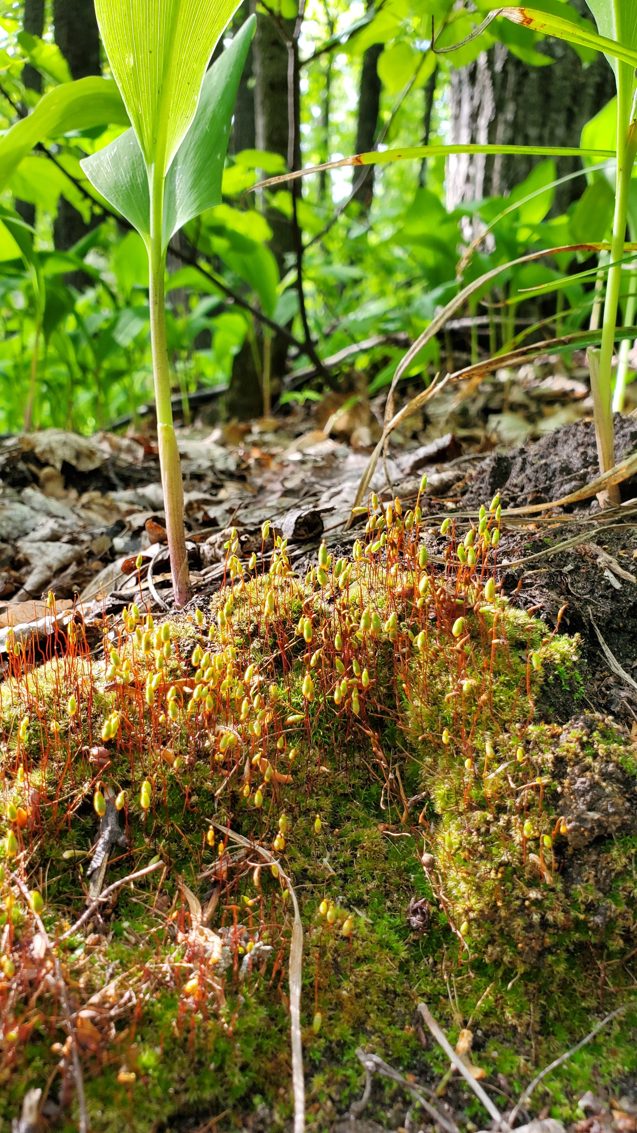 Microworld - My, Macro photography, The photo, Mobile photography, Forest, Moss