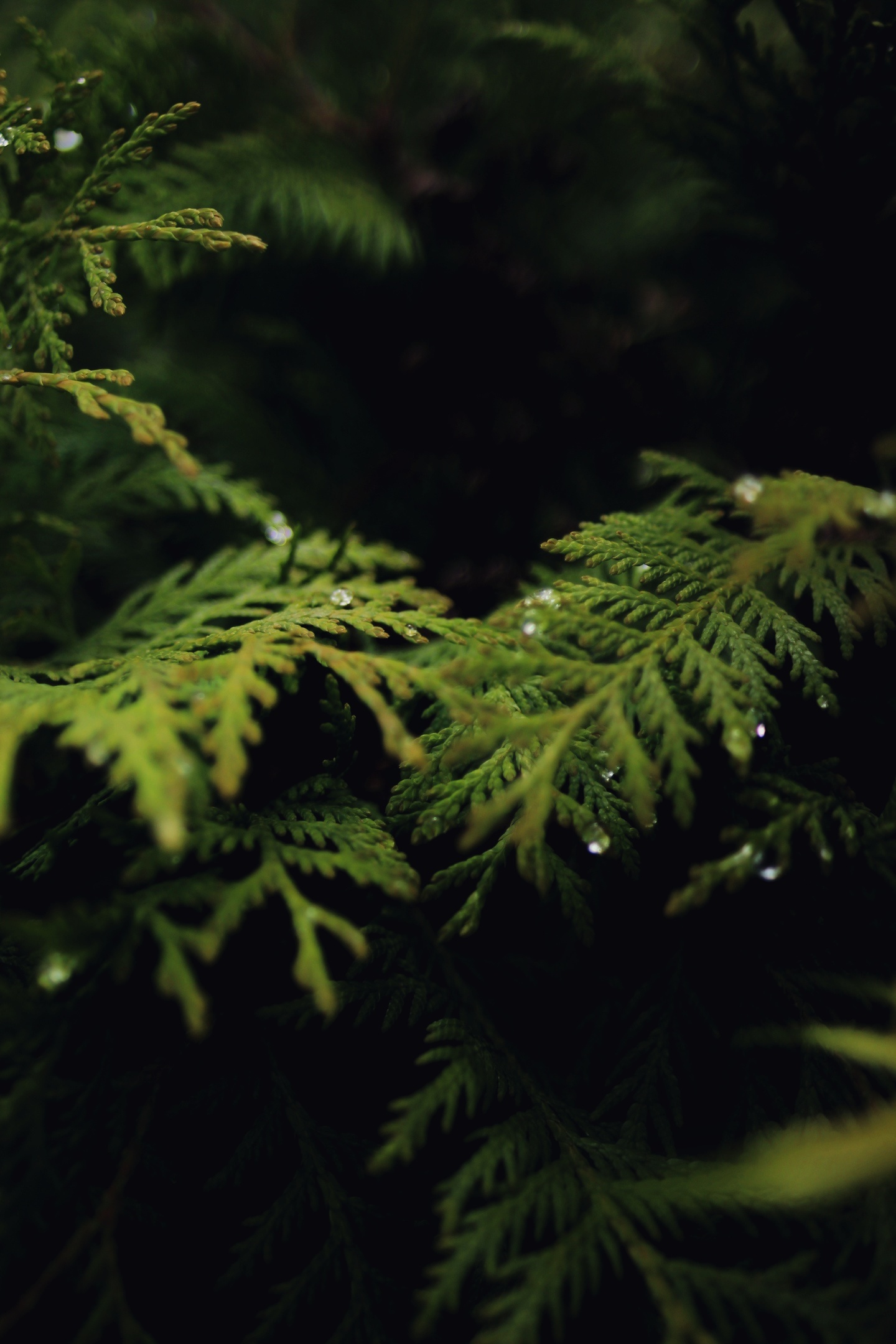 After the rain - My, Plants, The photo, Nature, Moscow, Relax, Longpost