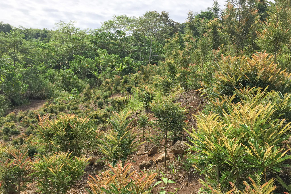 On a farm where metal is extracted from plants - My, Plants, Botany, Nickel, Mining, Malaysia, Borneo, Translation, Longpost