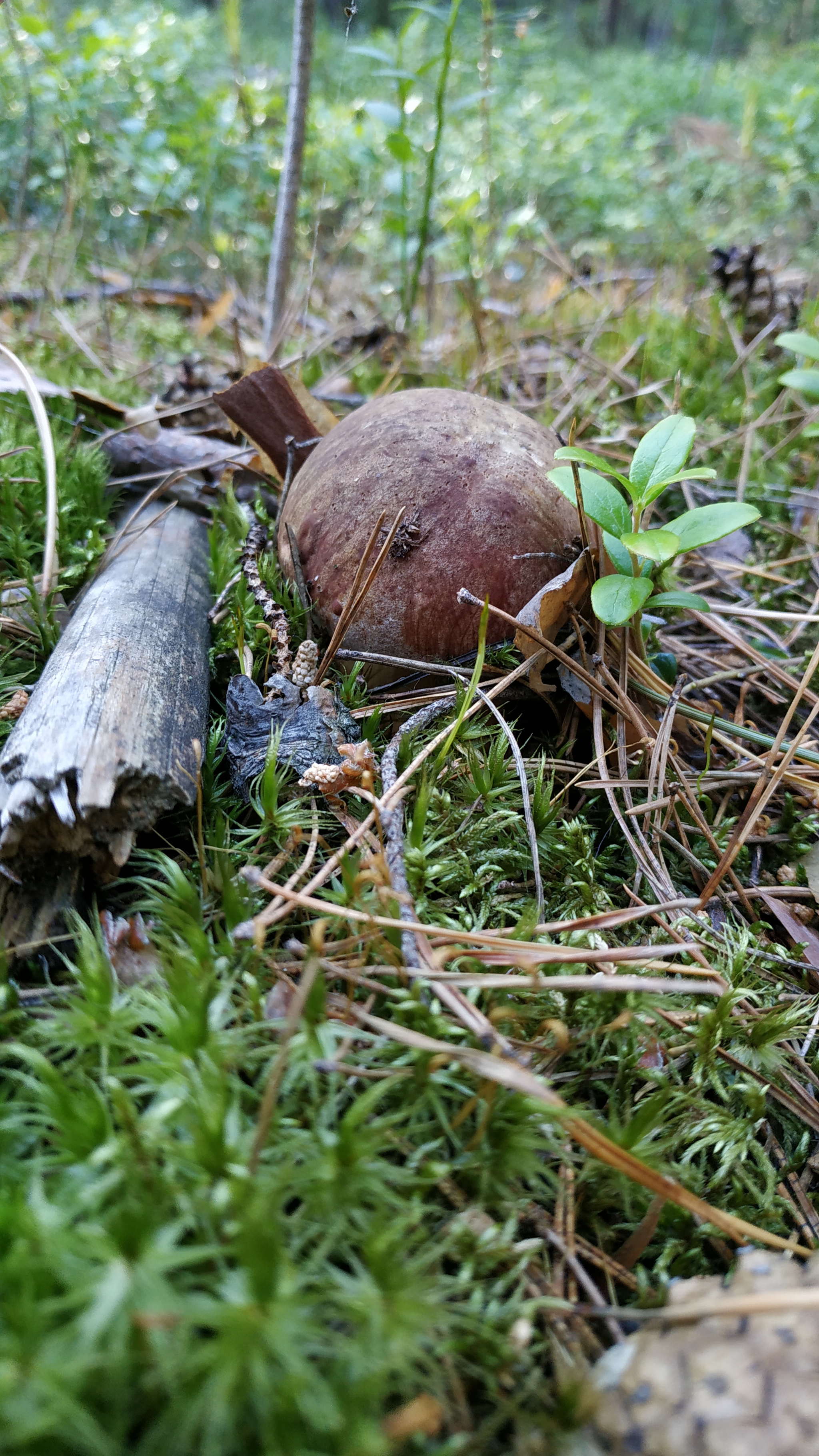 Mushrooms-2 - My, Walk in the woods, Mushrooms, Borovichki, Longpost