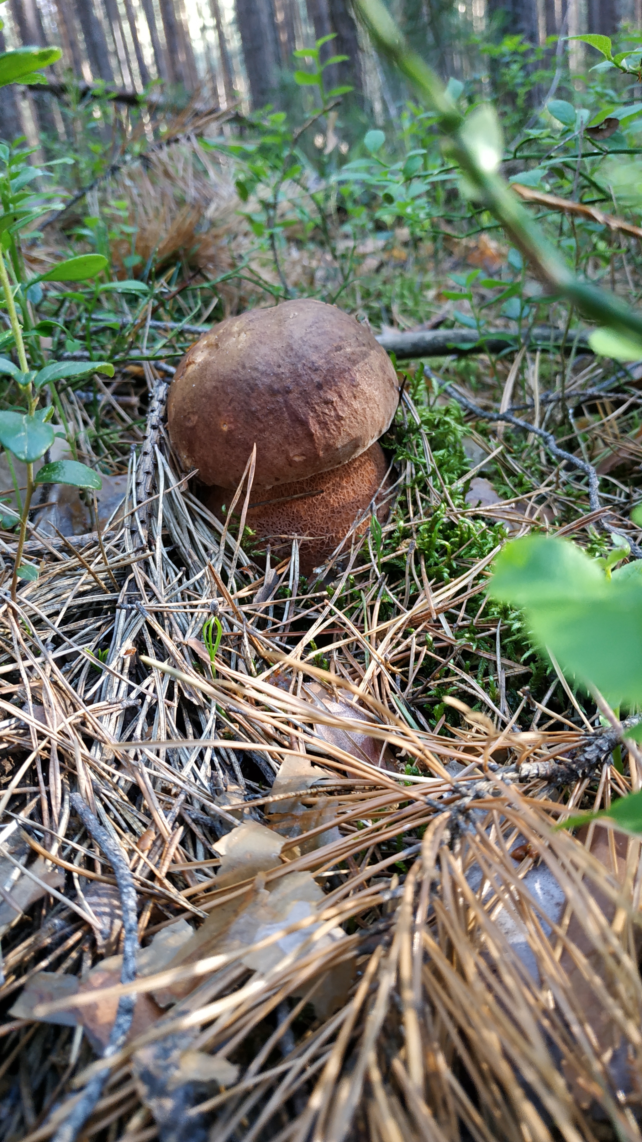 Mushrooms-2 - My, Walk in the woods, Mushrooms, Borovichki, Longpost