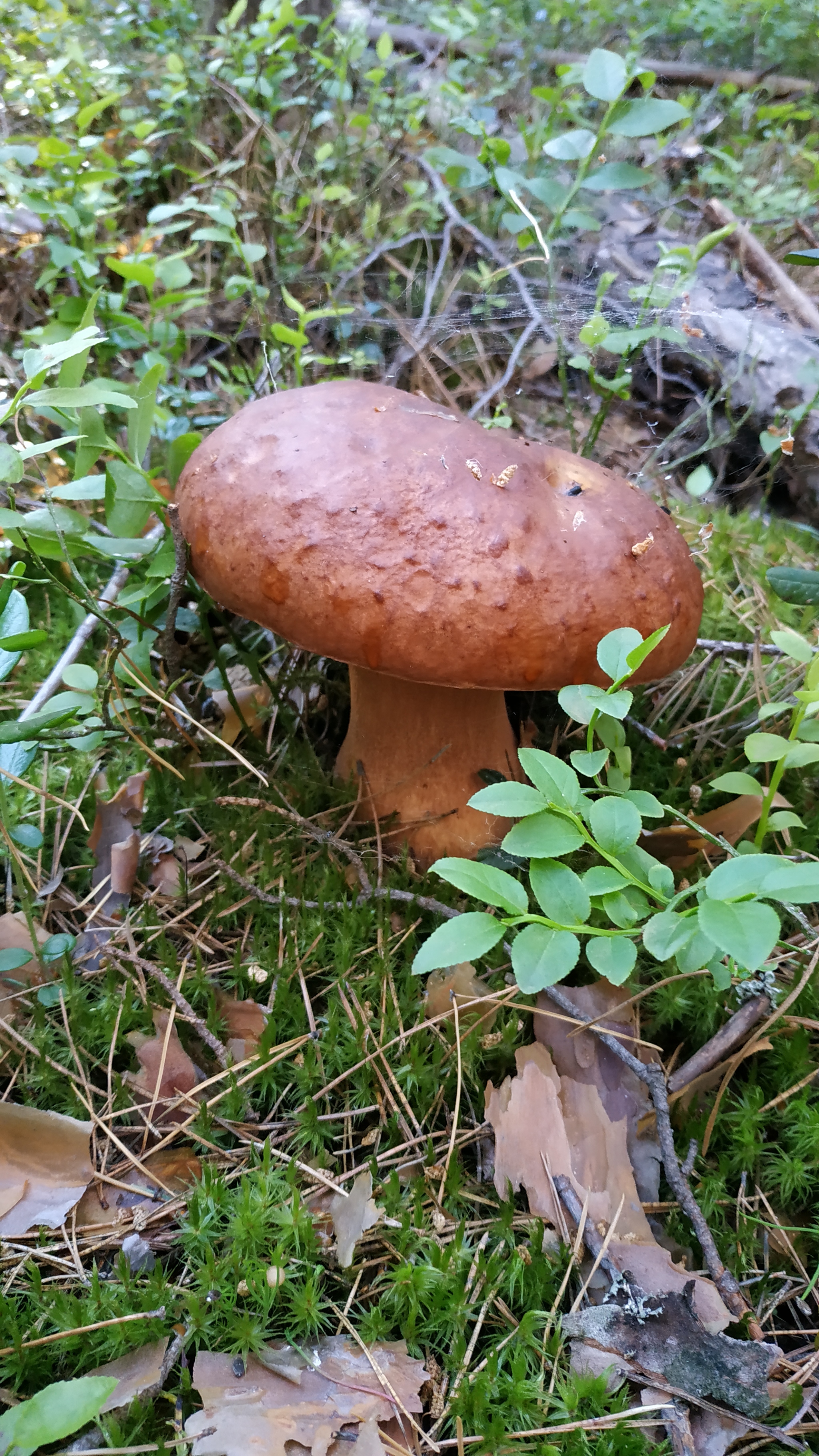 Mushrooms-2 - My, Walk in the woods, Mushrooms, Borovichki, Longpost