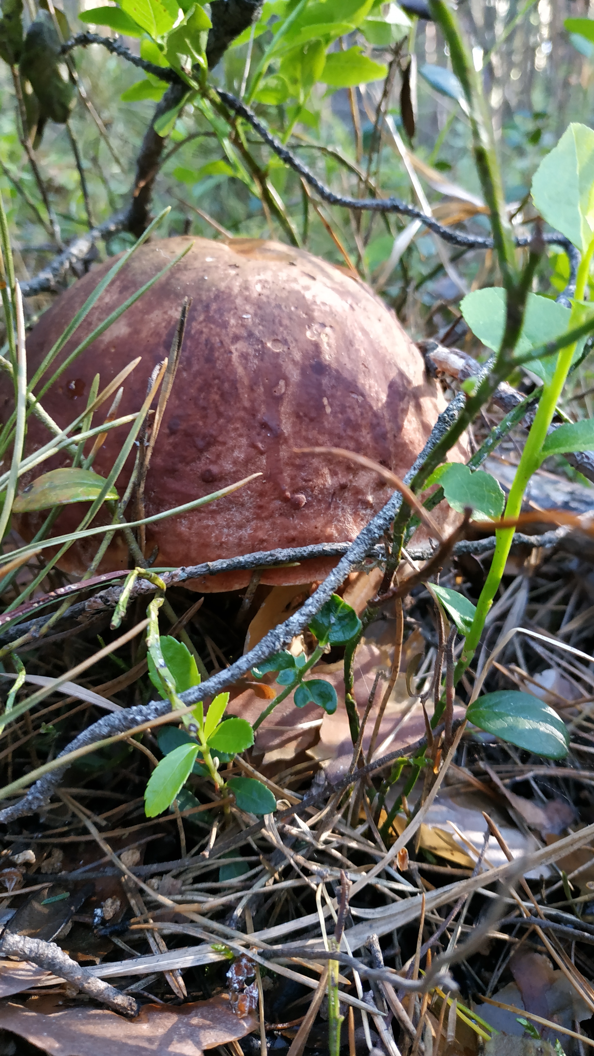 Mushrooms-2 - My, Walk in the woods, Mushrooms, Borovichki, Longpost