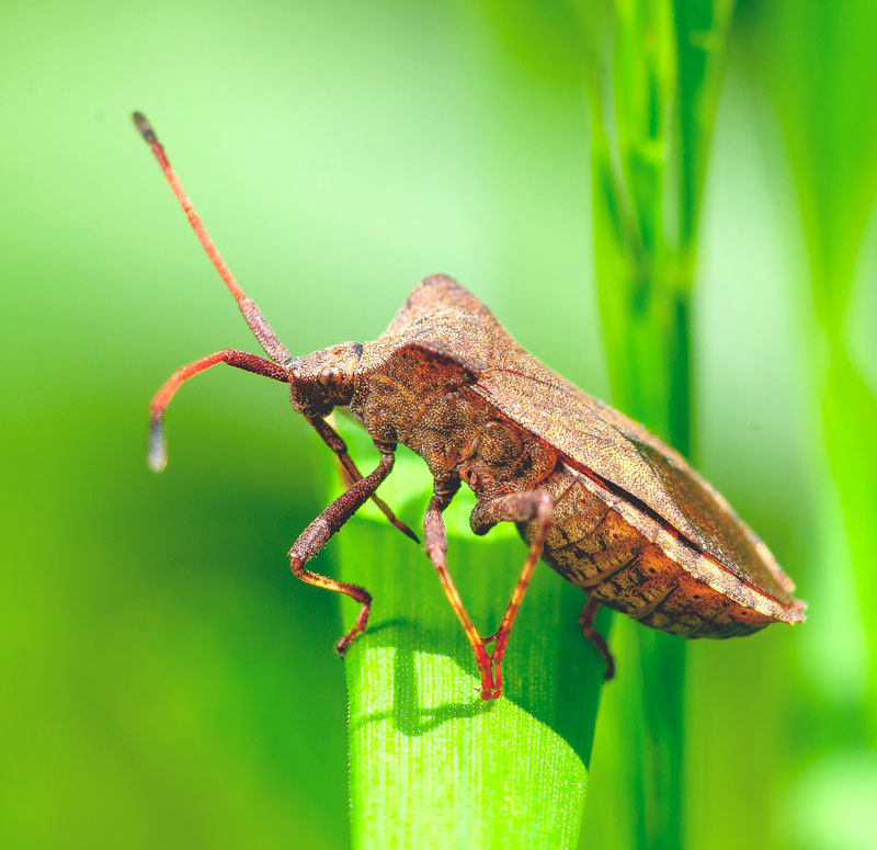 Have a nice walk - My, Insects, Macro photography, Nature, Longpost