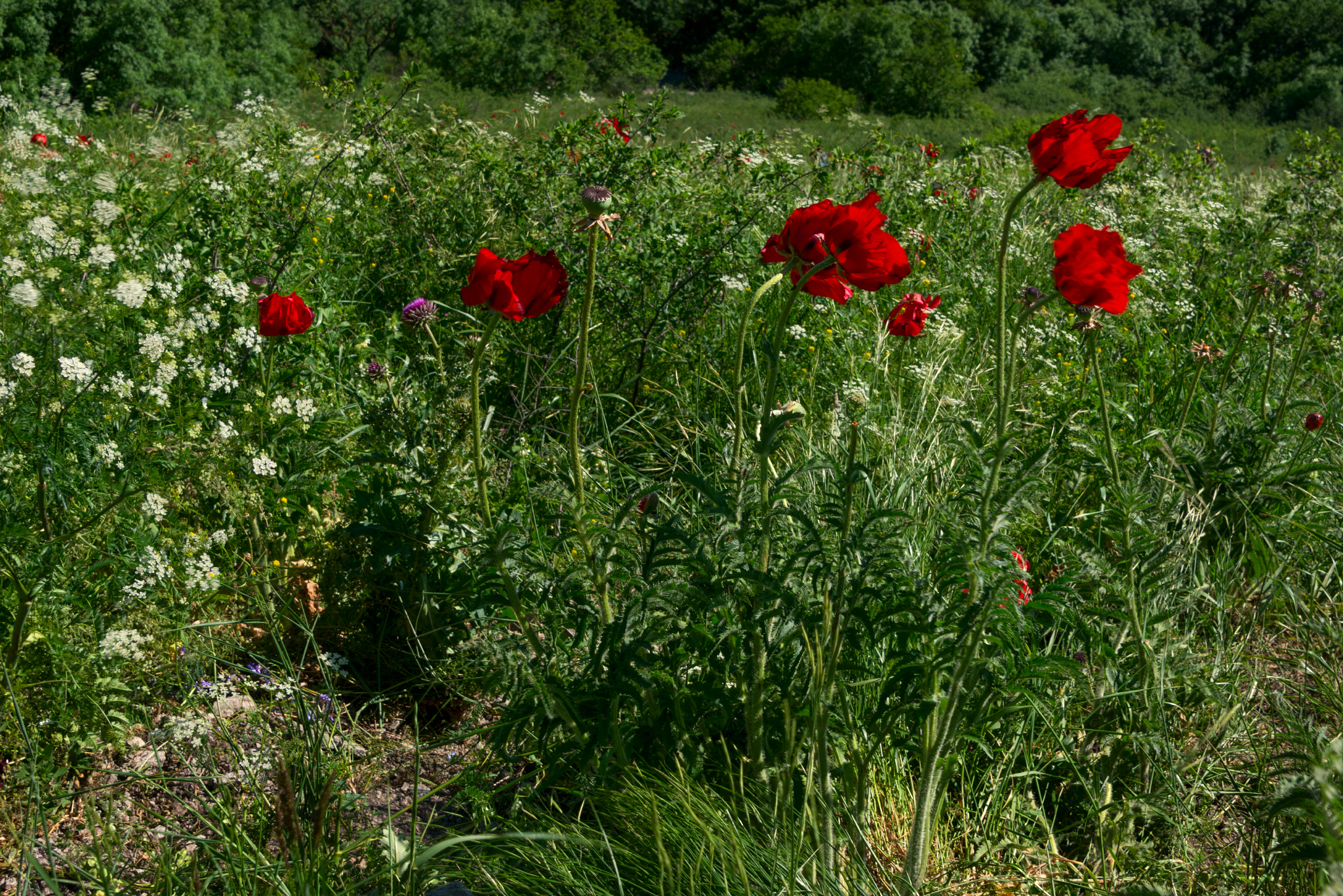 Beshtaugorsky relic poppies - My, Poppy, Beshtaugorsky Reserve, The rocks, Red Book, Relics, Longpost