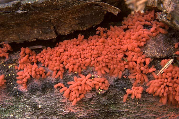 Slime molds (Myxomycota) - part 3 - My, Biology, League of biologists, Slime molds, Interesting, Video, Longpost