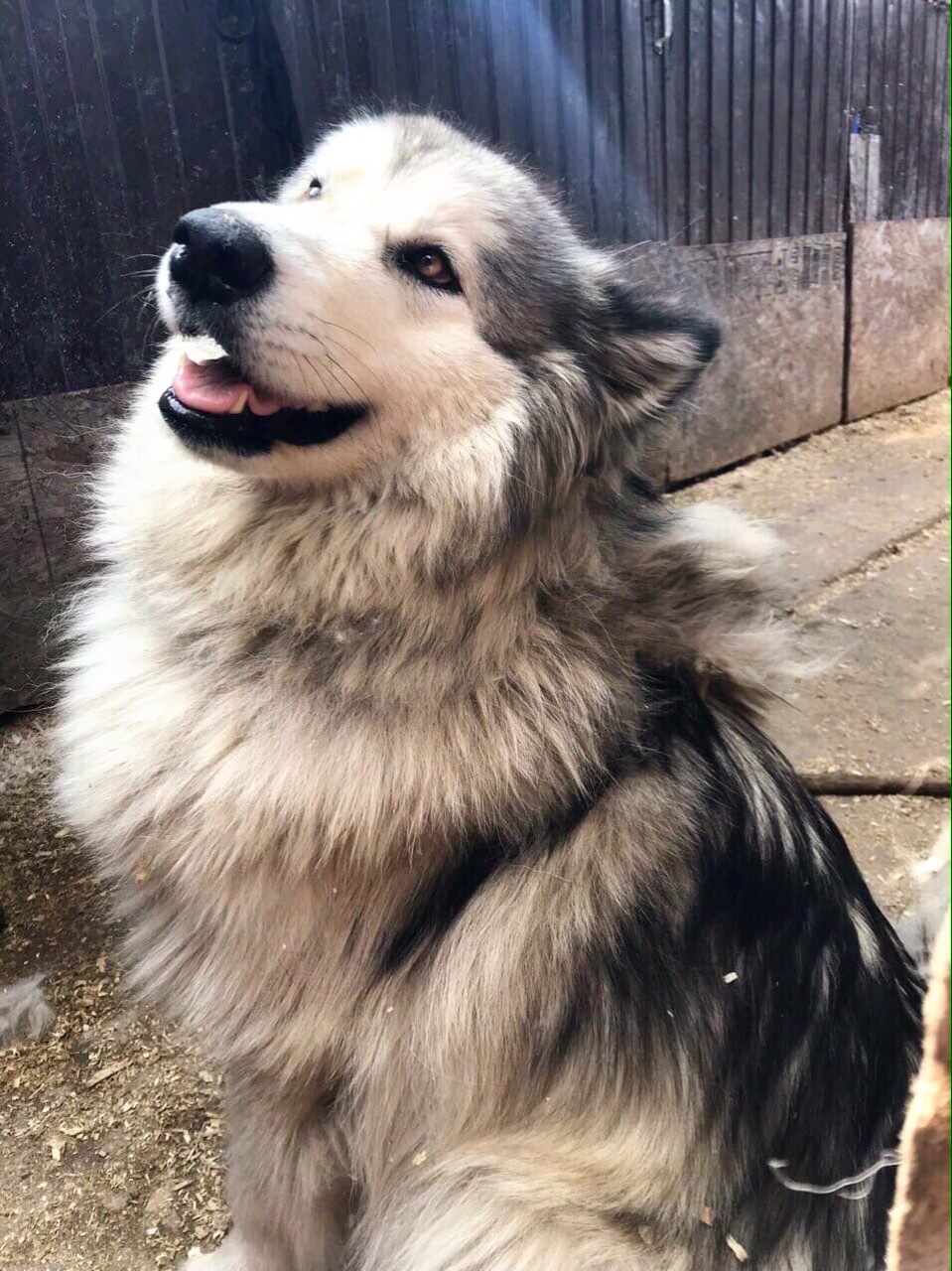 The pearl of the shelter. A luxurious malamute lives in a St. Petersburg animal shelter - My, Alaskan Malamute, Animal shelter, Animals, Dog, Longpost, In good hands, Saint Petersburg, No rating