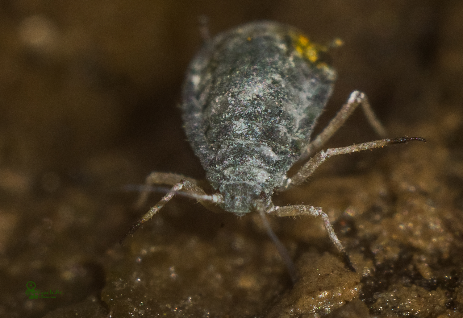 Took a walk today - My, Walk, The photo, Saint Petersburg, Insects, Longpost