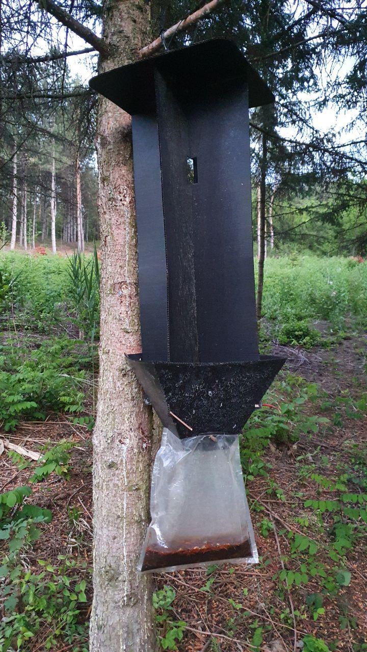 What is this thing? - My, What's this?, Botanical Garden, Moldova, Longpost