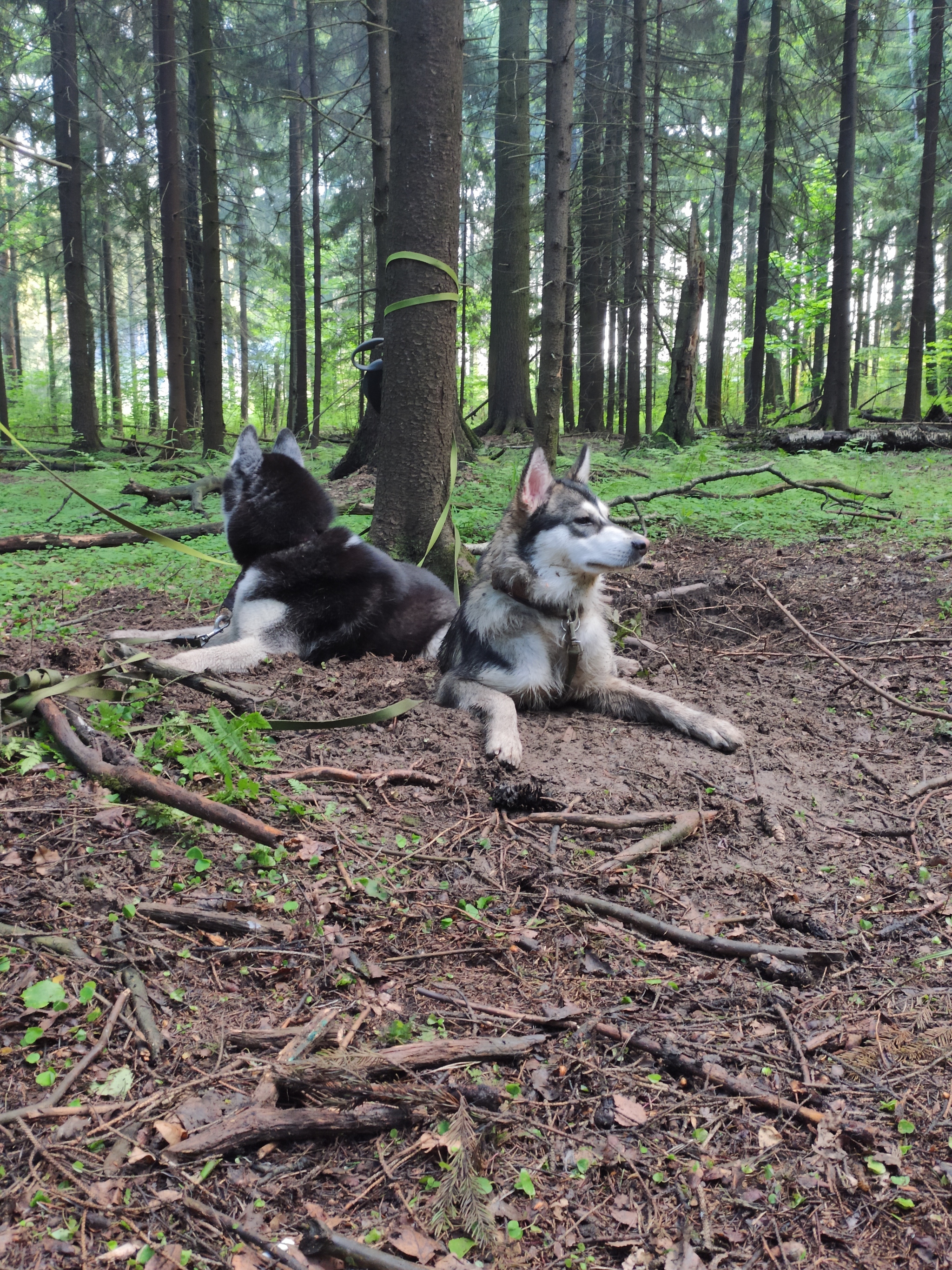 Meet Leo - My, Husky, Siberian Husky, Longpost, Dog