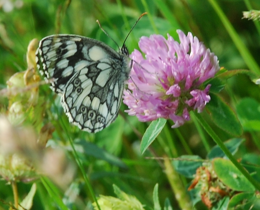 Some nature photos from different years - My, Nature, The photo, Mood, Life stories, Longpost